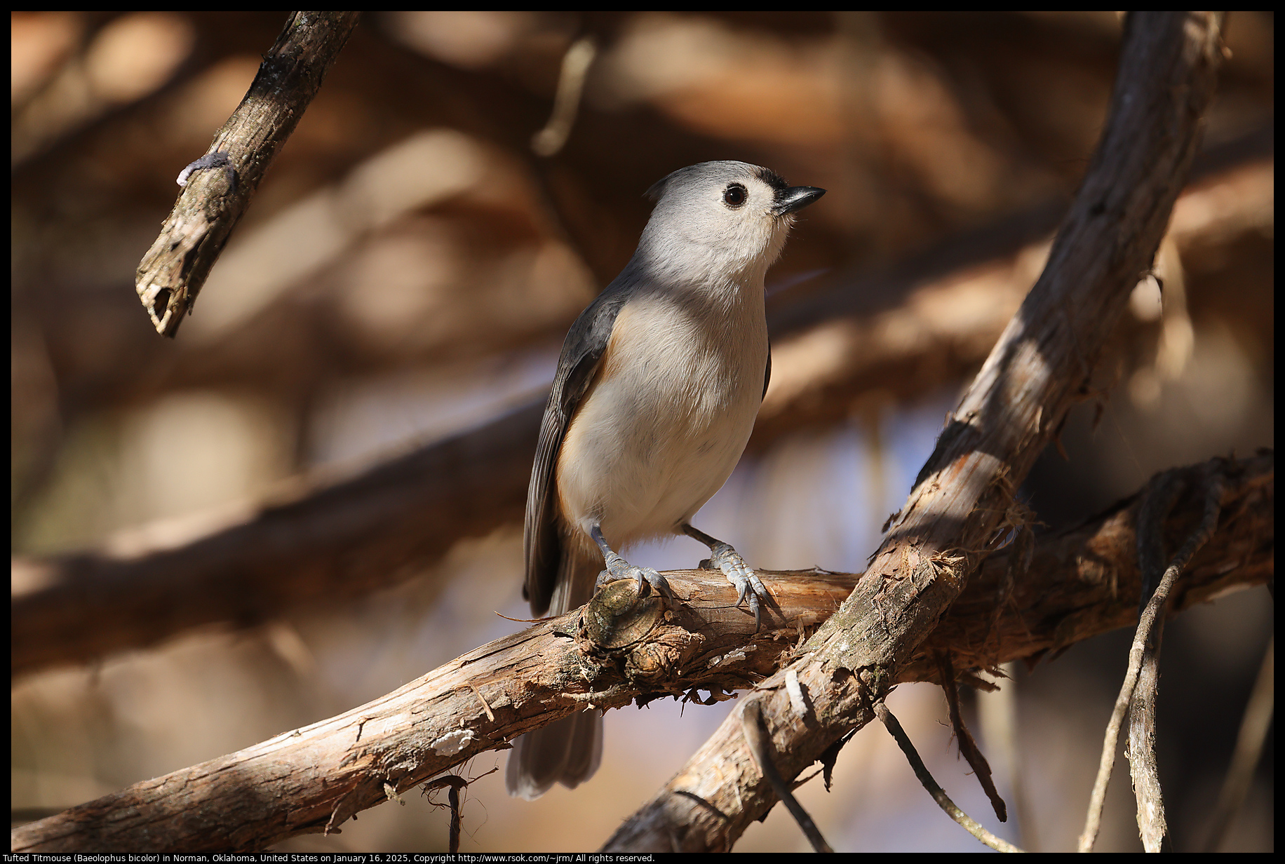 Tufted Titmouse (Baeolophus bicolor) in Norman, Oklahoma, United States on January 16, 2025