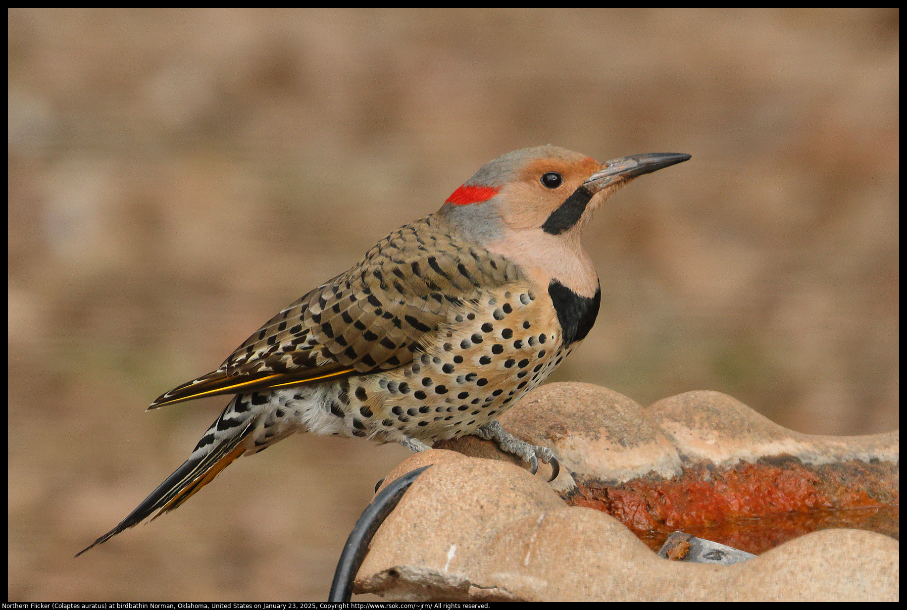 Northern Flicker (Colaptes auratus) at birdbath in Norman, Oklahoma, United States on January 23, 2025