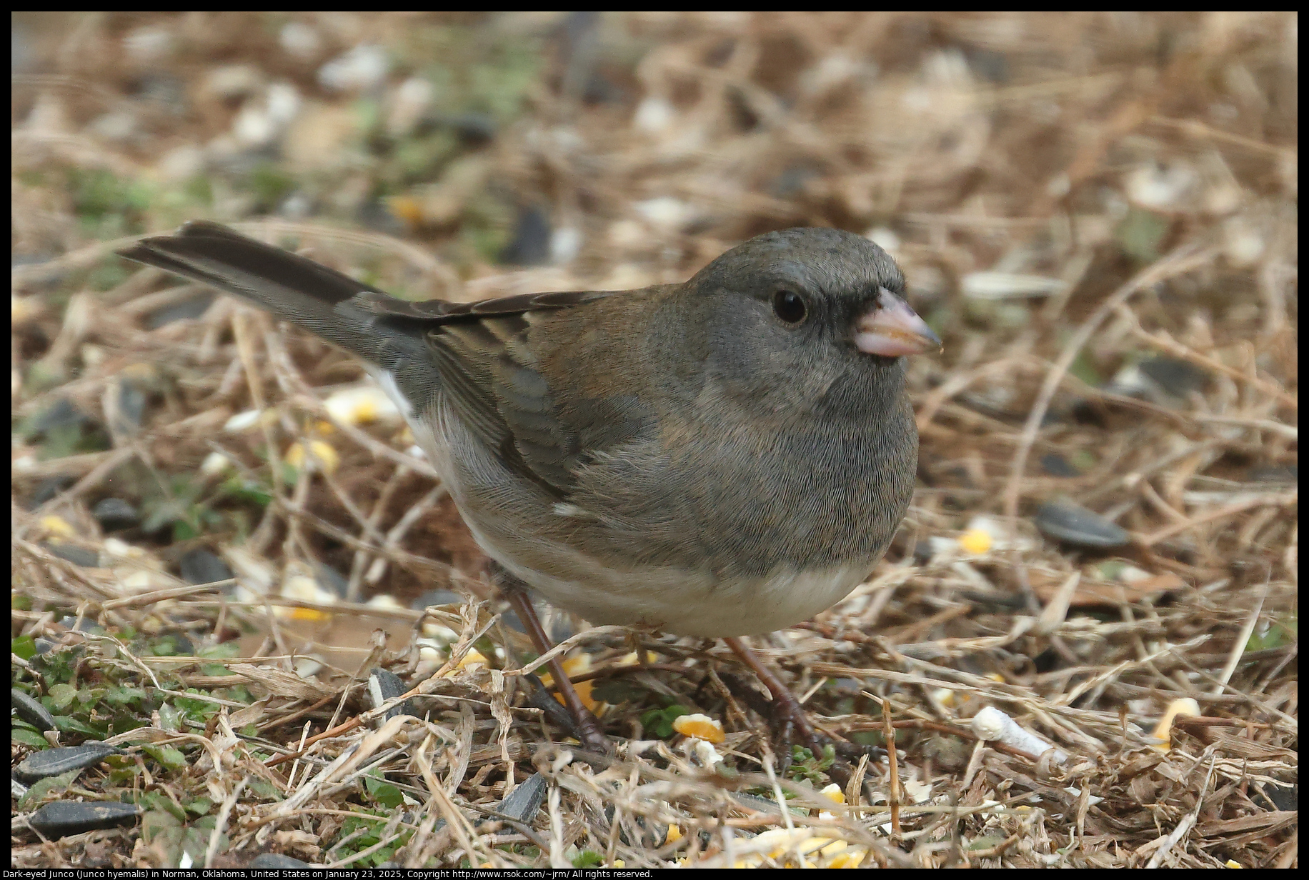 Dark-eyed Junco (Junco hyemalis) in Norman, Oklahoma, United States on January 23, 2025