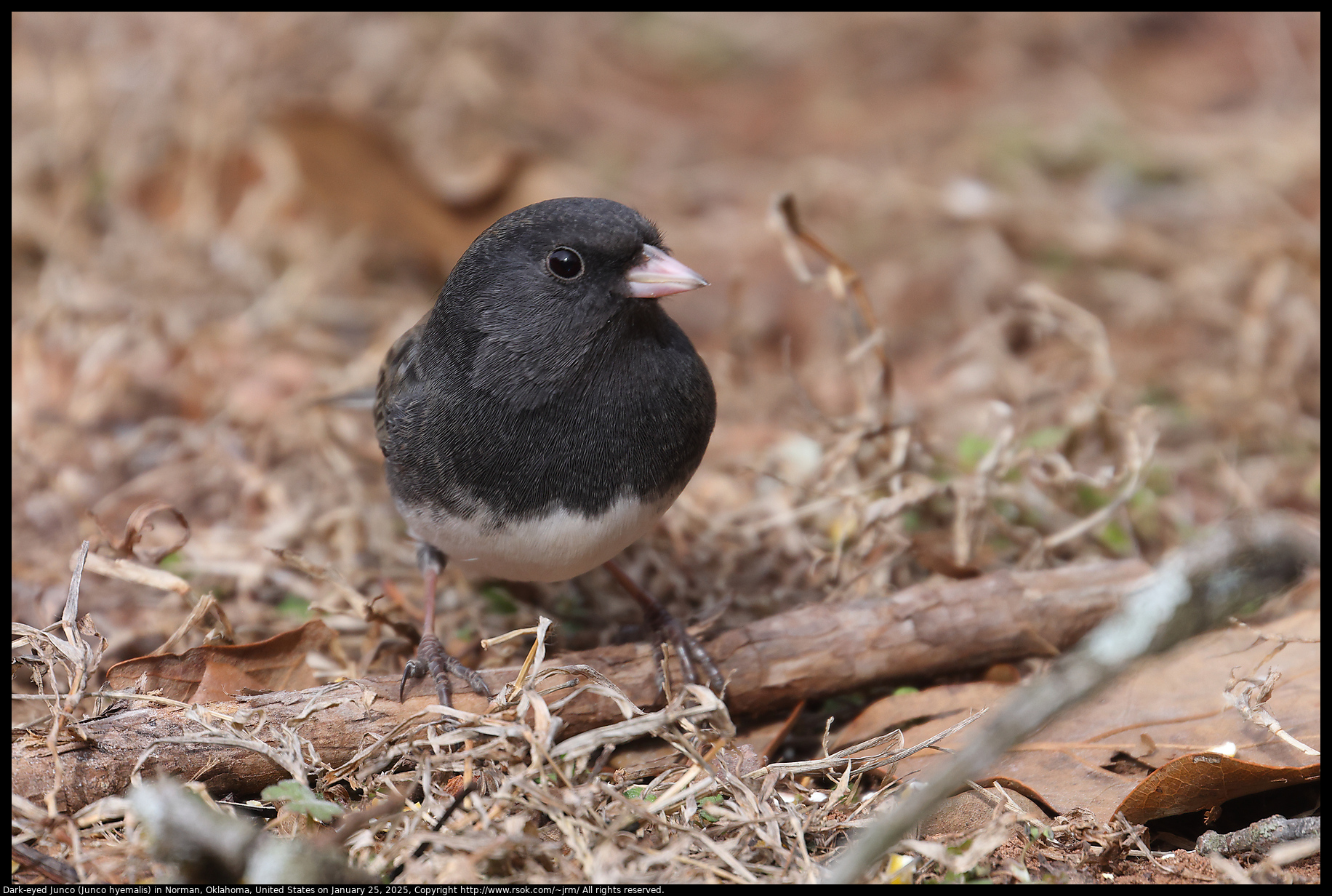 Dark-eyed Junco (Junco hyemalis) in Norman, Oklahoma, United States on January 25, 2025