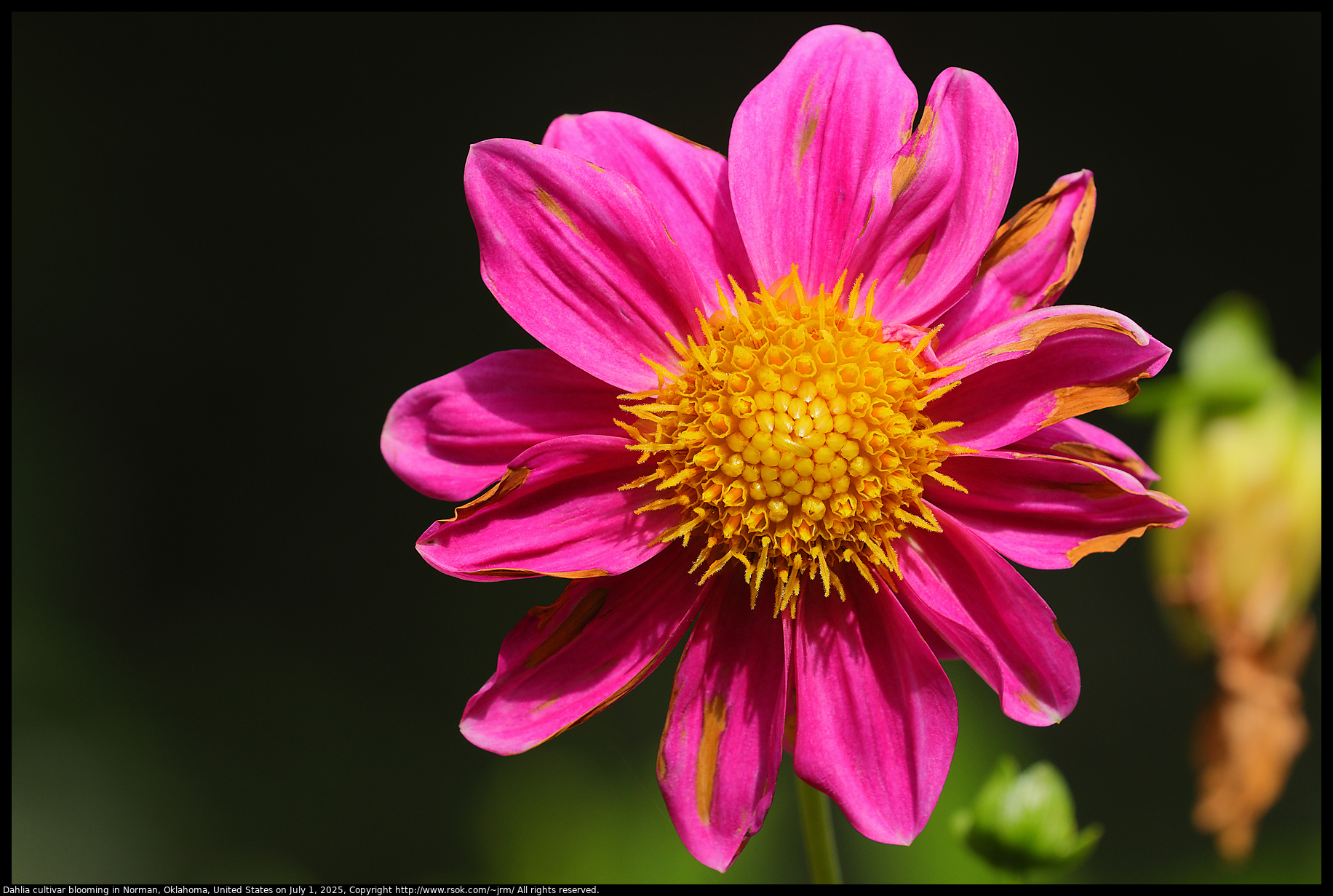 Dahlia cultivar blooming in Norman, Oklahoma, United States on July 1, 2025