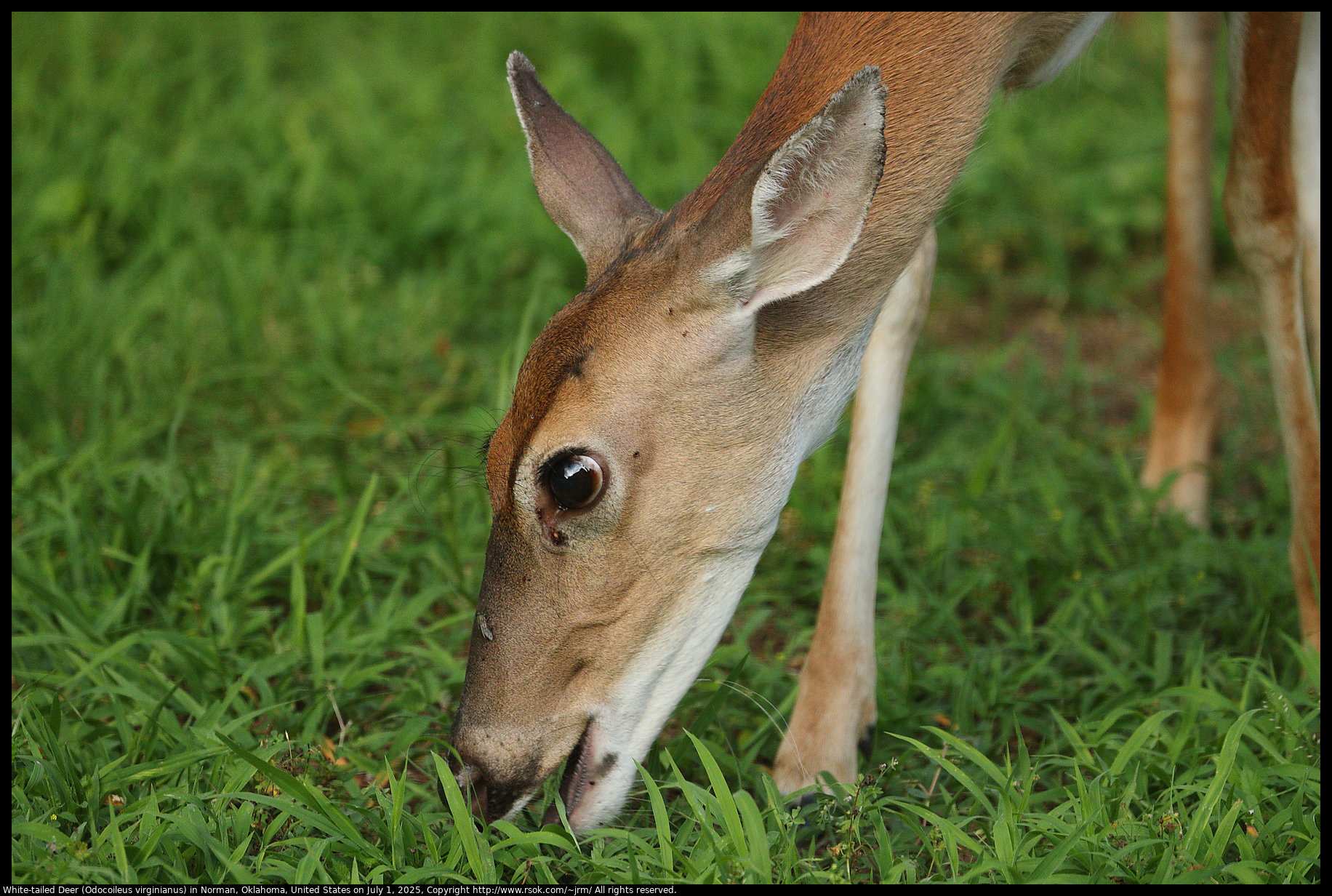 White-tailed Deer (Odocoileus virginianus) in Norman, Oklahoma, United States on July 1, 2025
