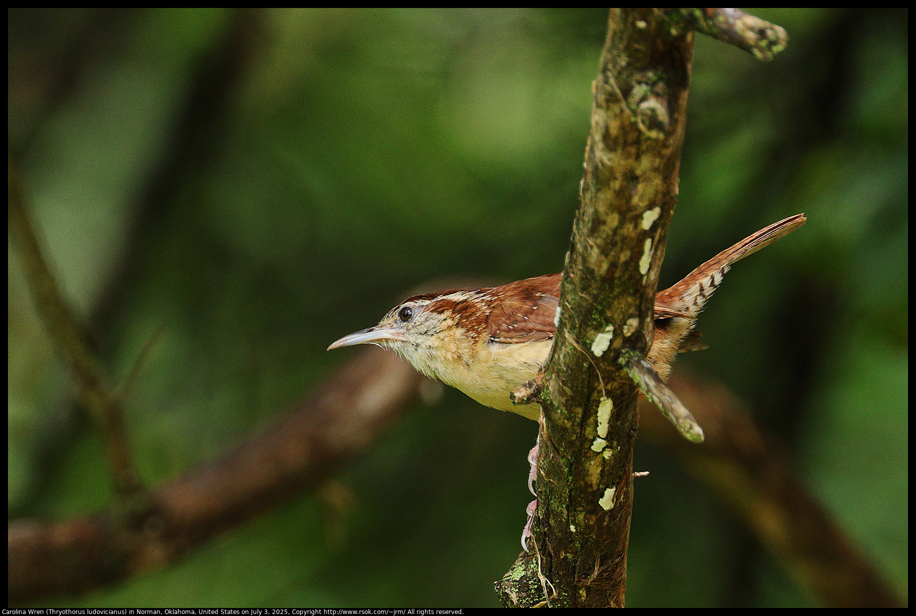 Carolina Wren (Thryothorus ludovicianus) in Norman, Oklahoma, United States on July 3, 2025