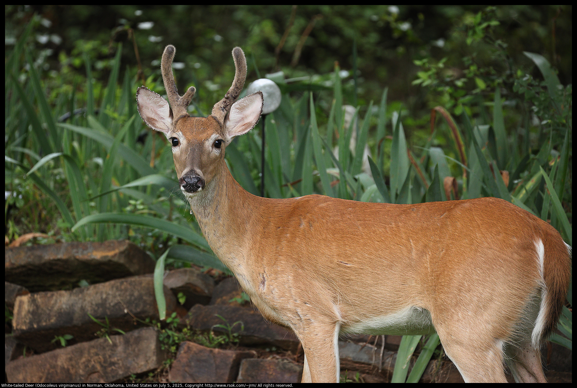 White-tailed Deer (Odocoileus virginianus) in Norman, Oklahoma, United States on July 5, 2025