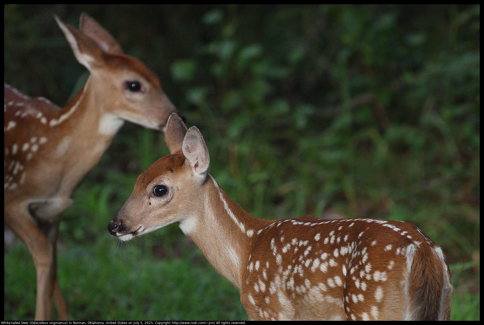 White-tailed Deer (Odocoileus virginianus) in Norman, Oklahoma, United States on July 5, 2025