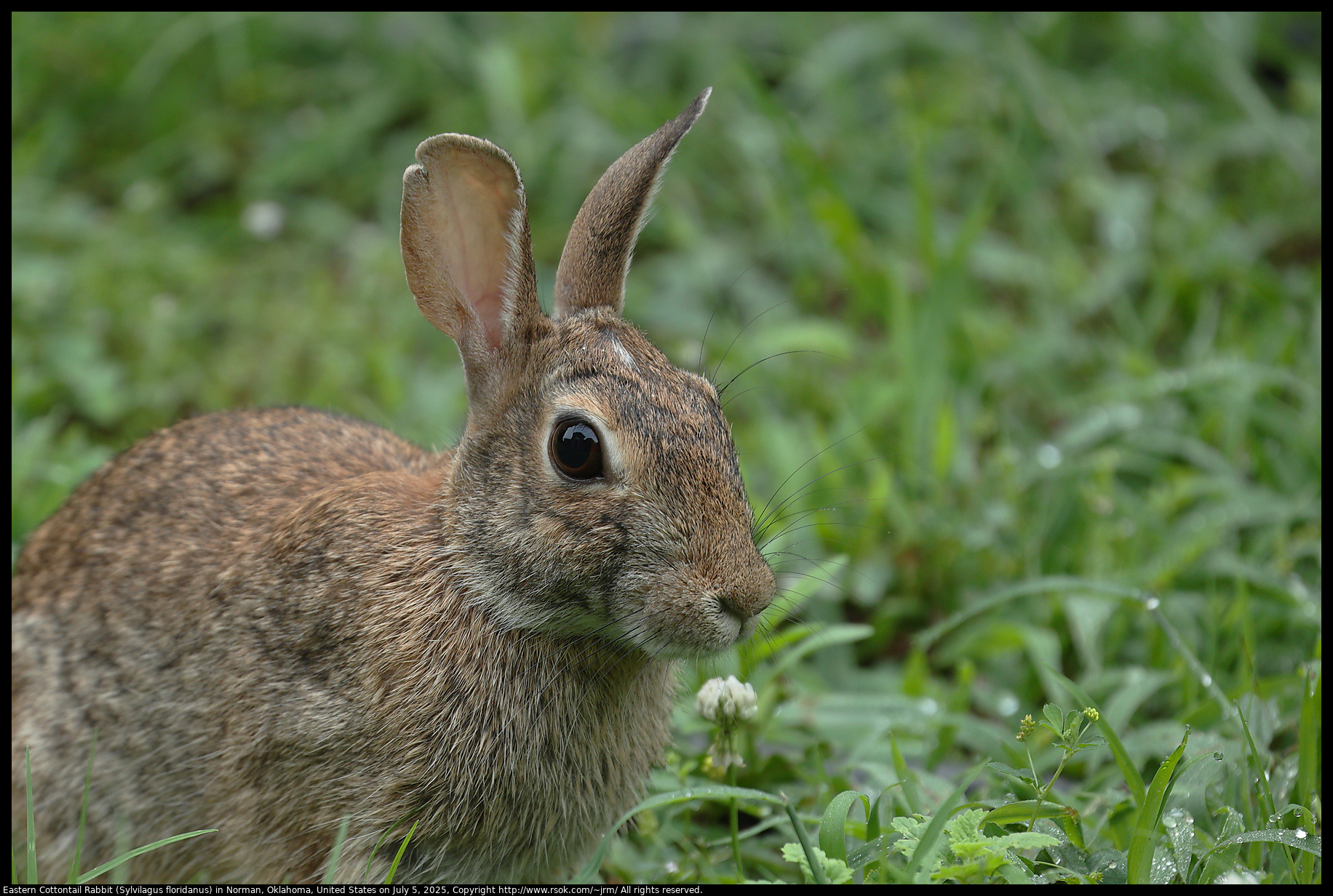 Eastern Cottontail Rabbit (Sylvilagus floridanus) in Norman, Oklahoma, United States on July 5, 2025