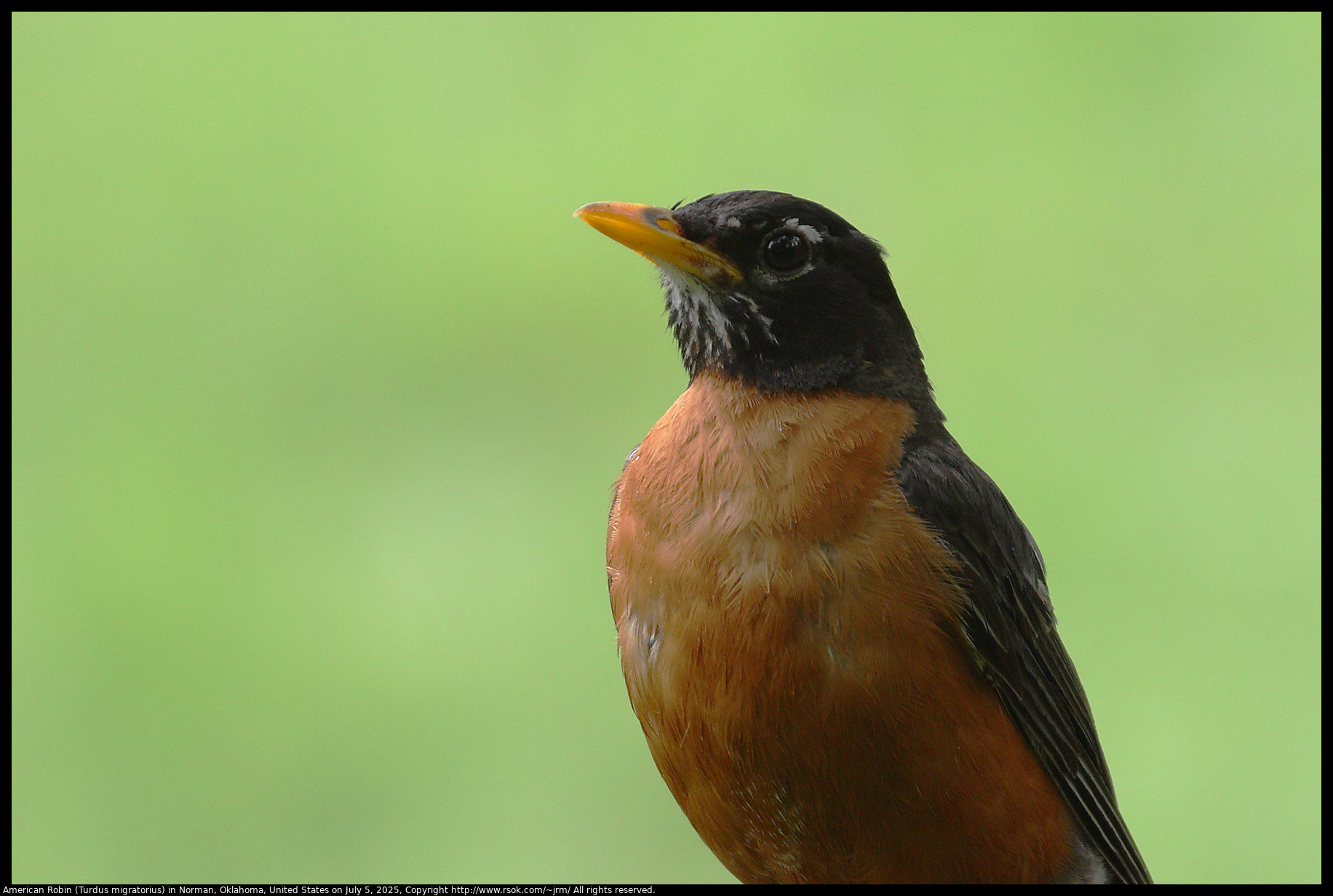 American Robin (Turdus migratorius) in Norman, Oklahoma, United States on July 5, 2025