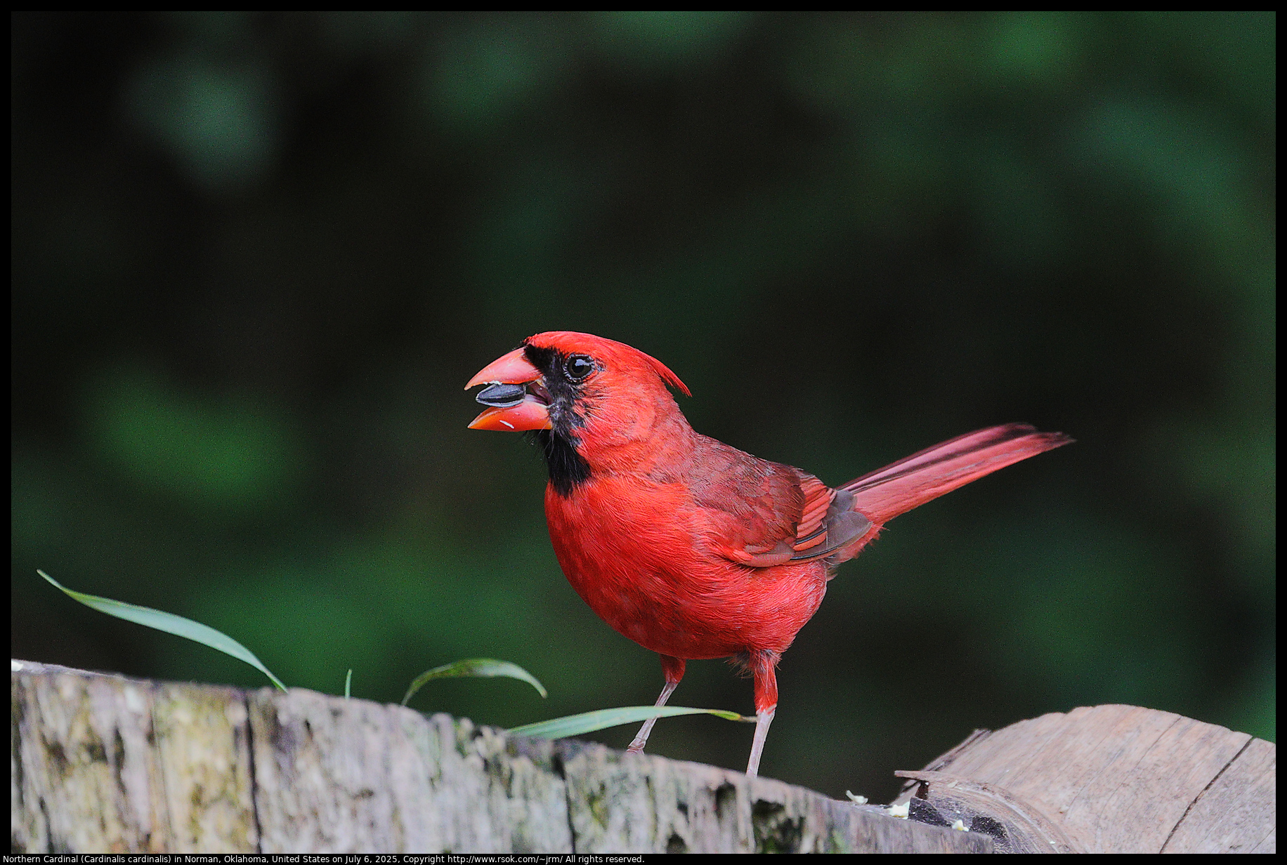 Northern Cardinal (Cardinalis cardinalis) in Norman, Oklahoma, United States on July 6, 2025