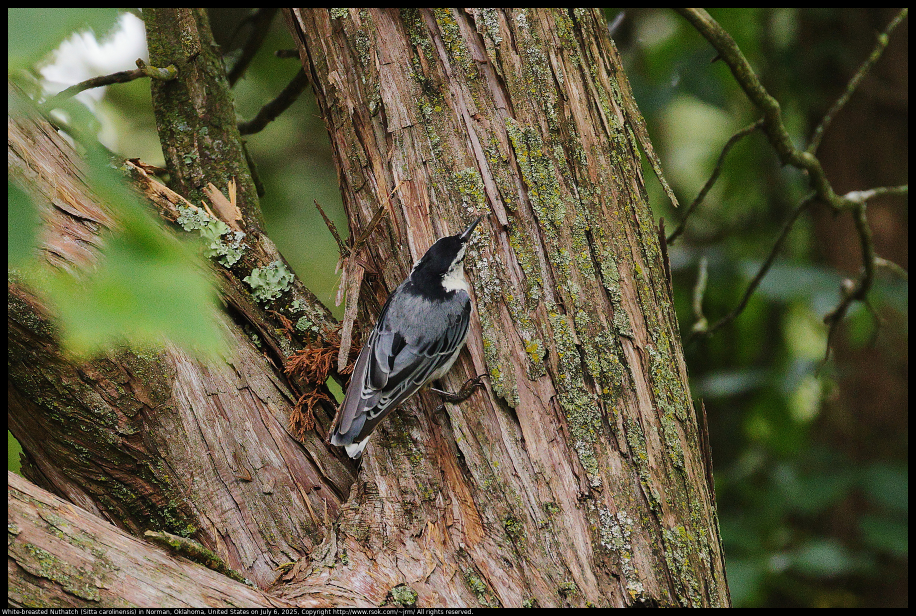 White-breasted Nuthatch (Sitta carolinensis) in Norman, Oklahoma, United States on July 6, 2025