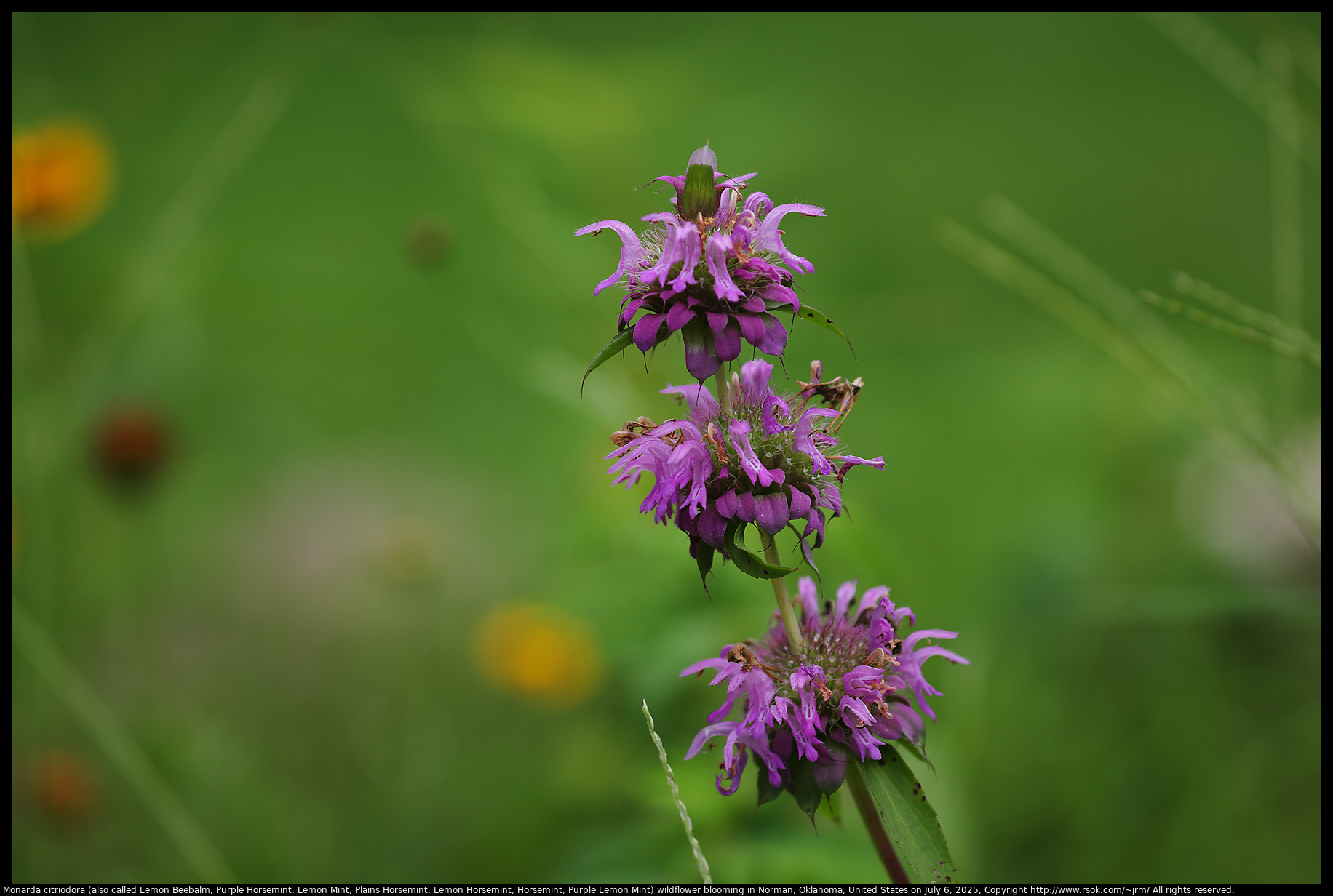 Monarda citriodora (also called Lemon Beebalm, Purple Horsemint, Lemon Mint, Plains Horsemint, Lemon Horsemint, Horsemint, Purple Lemon Mint) wildflower blooming in Norman, Oklahoma, United States on July 6, 2025