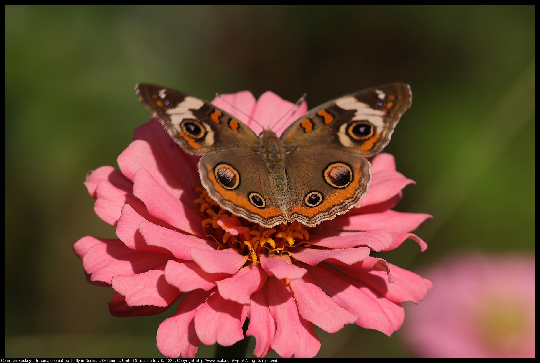 Common Buckeye (Junonia coenia) butterfly in Norman, Oklahoma, United States on July 8, 2025