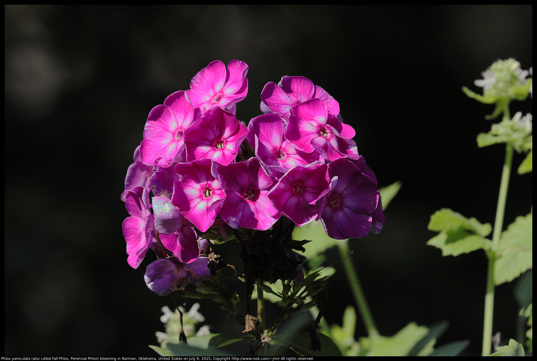 Phlox paniculata (also called Fall Phlox, Perennial Phlox) blooming in Norman, Oklahoma, United States on July 8, 2025