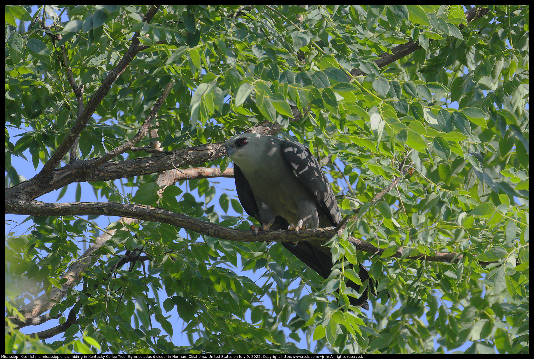 Mississippi Kite (Ictinia mississippiensis) hiding in Kentucky Coffee Tree (Gymnocladus dioicus) in Norman, Oklahoma, United States on July 9, 2025