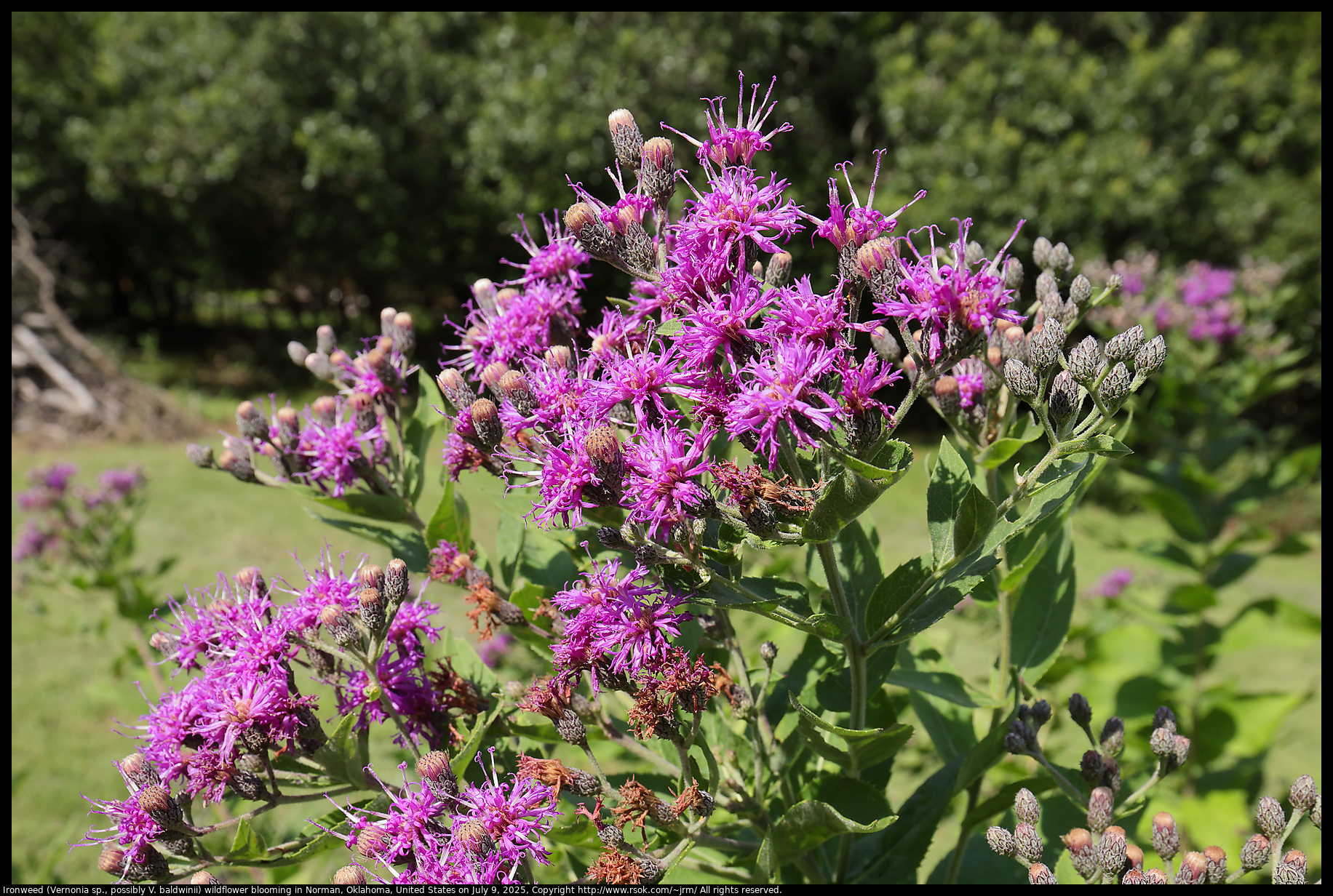 Ironweed (Vernonia sp., possibly V. baldwinii) wildflower blooming in Norman, Oklahoma, United States on July 9, 2025