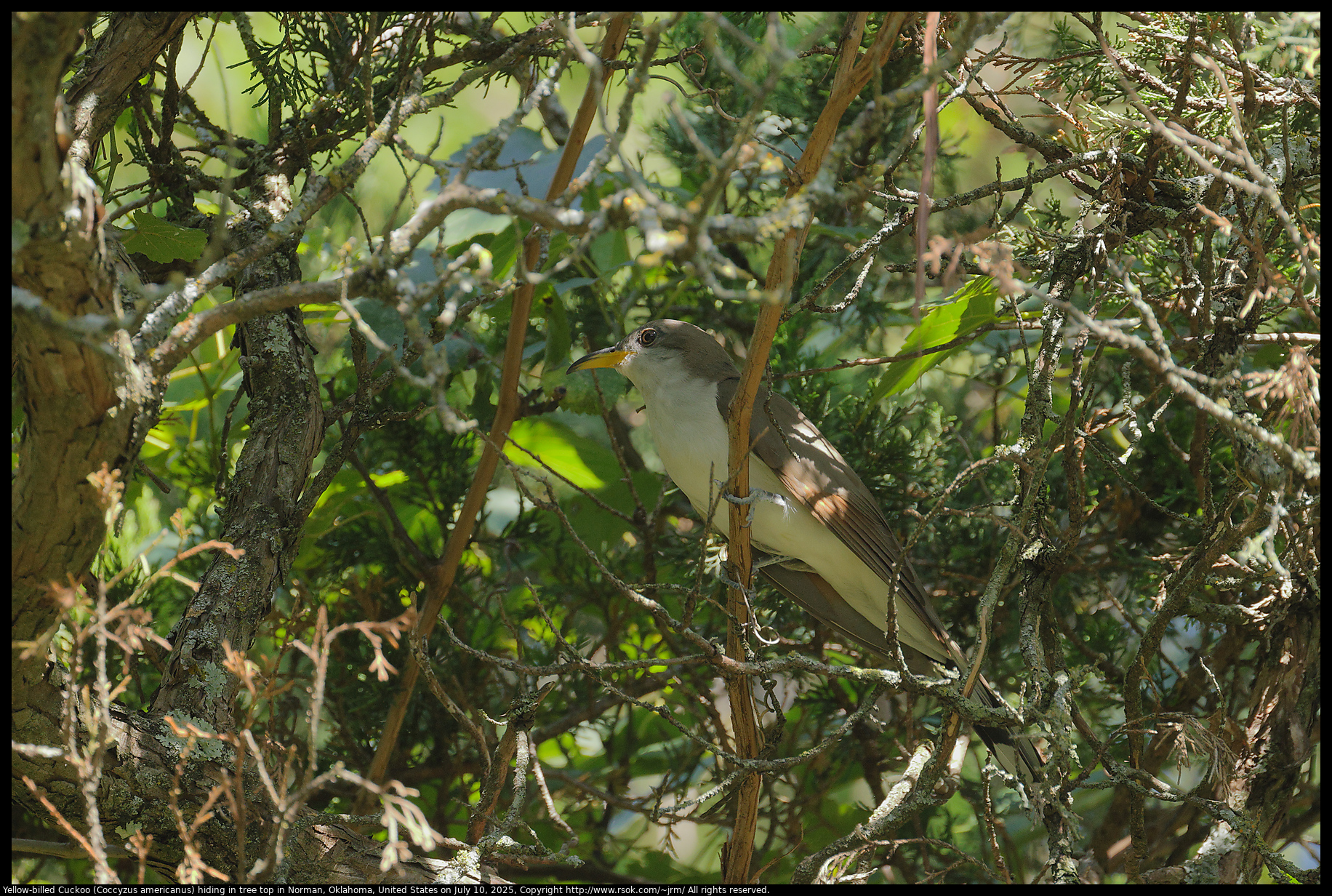 Yellow-billed Cuckoo (Coccyzus americanus) hiding in tree top in Norman, Oklahoma, United States on July 10, 2025