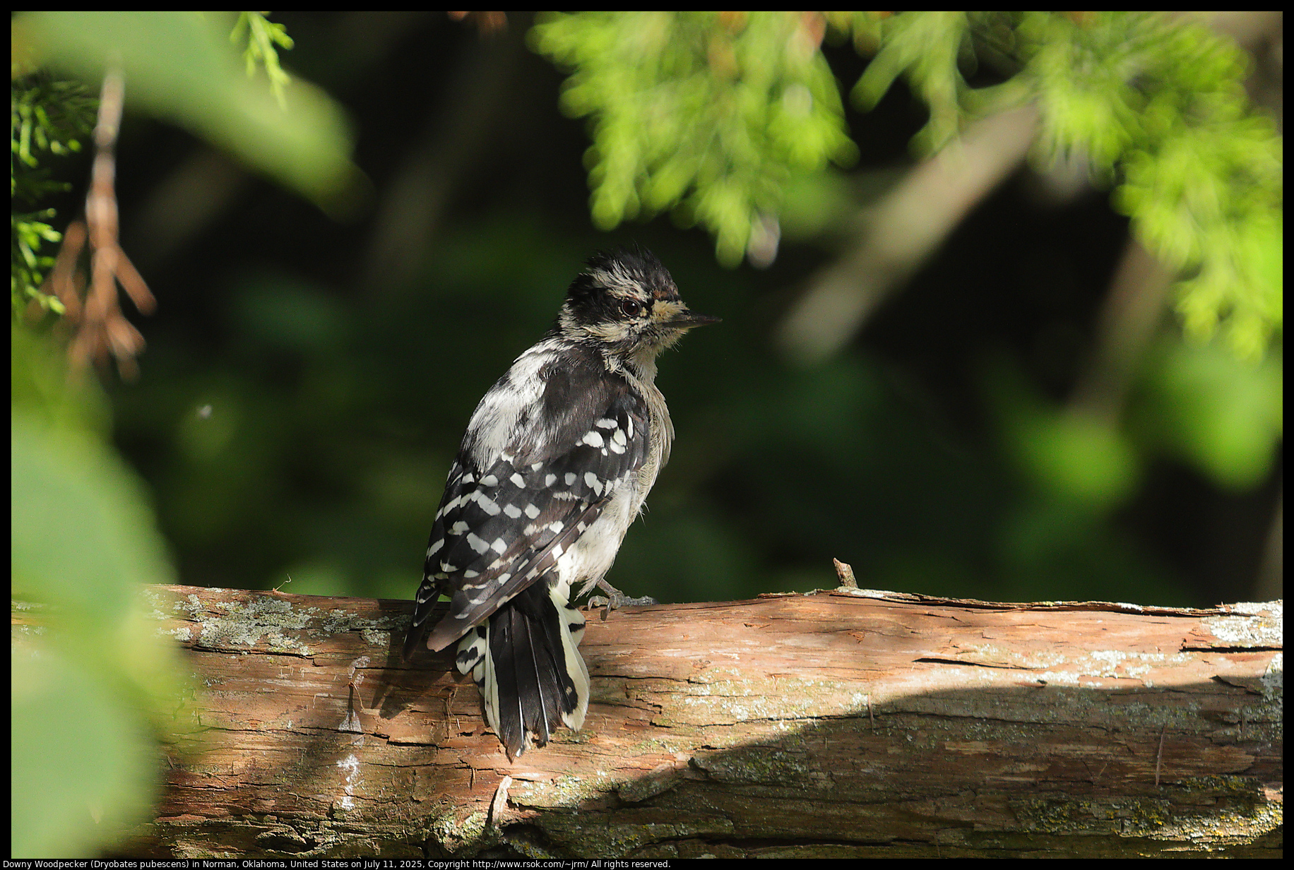 Downy Woodpecker (Dryobates pubescens) in Norman, Oklahoma, United States on July 11, 2025