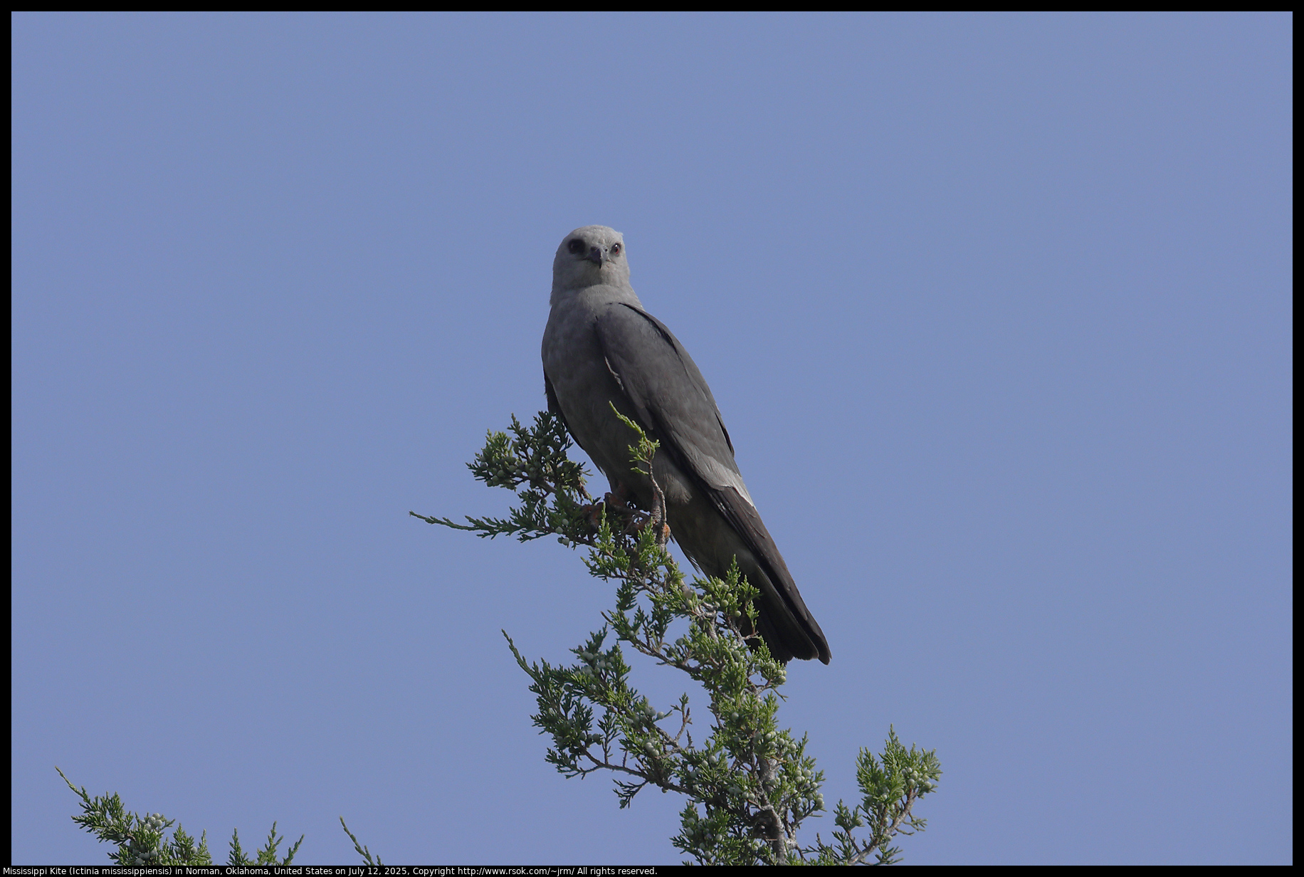 Mississippi Kite (Ictinia mississippiensis) in Norman, Oklahoma, United States on July 12, 2025