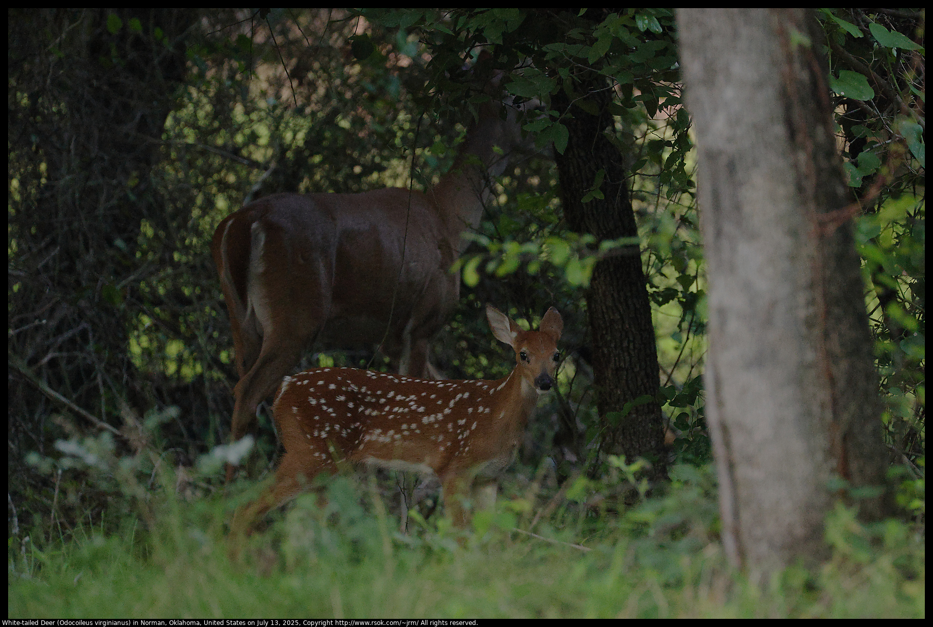 White-tailed Deer (Odocoileus virginianus) in Norman, Oklahoma, United States on July 13, 2025