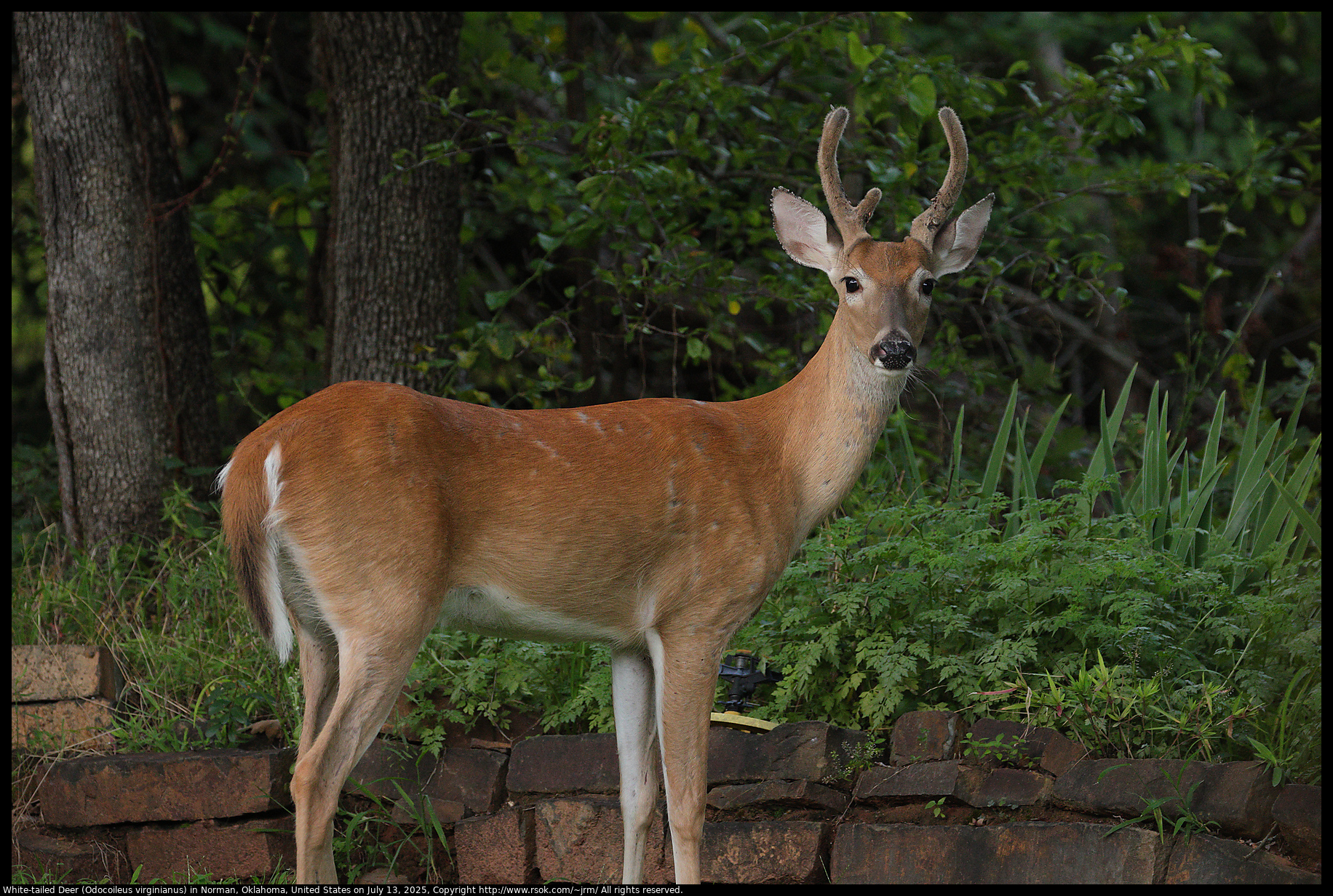 White-tailed Deer (Odocoileus virginianus) in Norman, Oklahoma, United States on July 13, 2025
