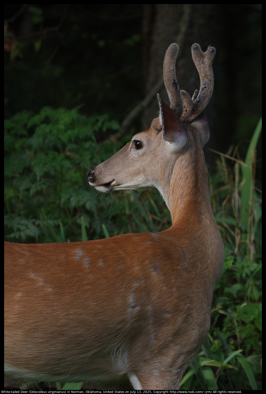 White-tailed Deer (Odocoileus virginianus) in Norman, Oklahoma, United States on July 13, 2025