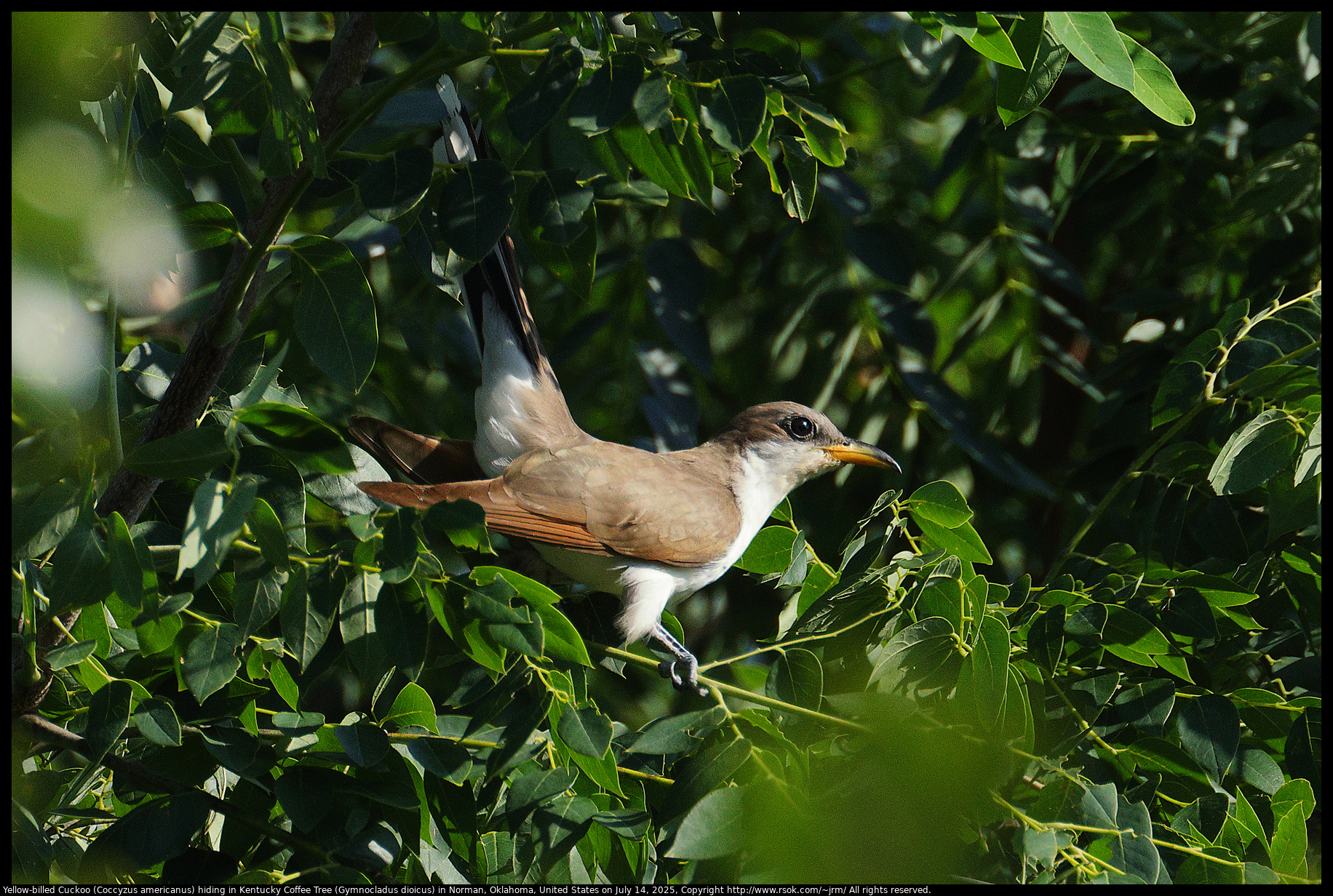 Yellow-billed Cuckoo (Coccyzus americanus) hiding in Kentucky Coffee Tree (Gymnocladus dioicus) in Norman, Oklahoma, United States on July 14, 2025