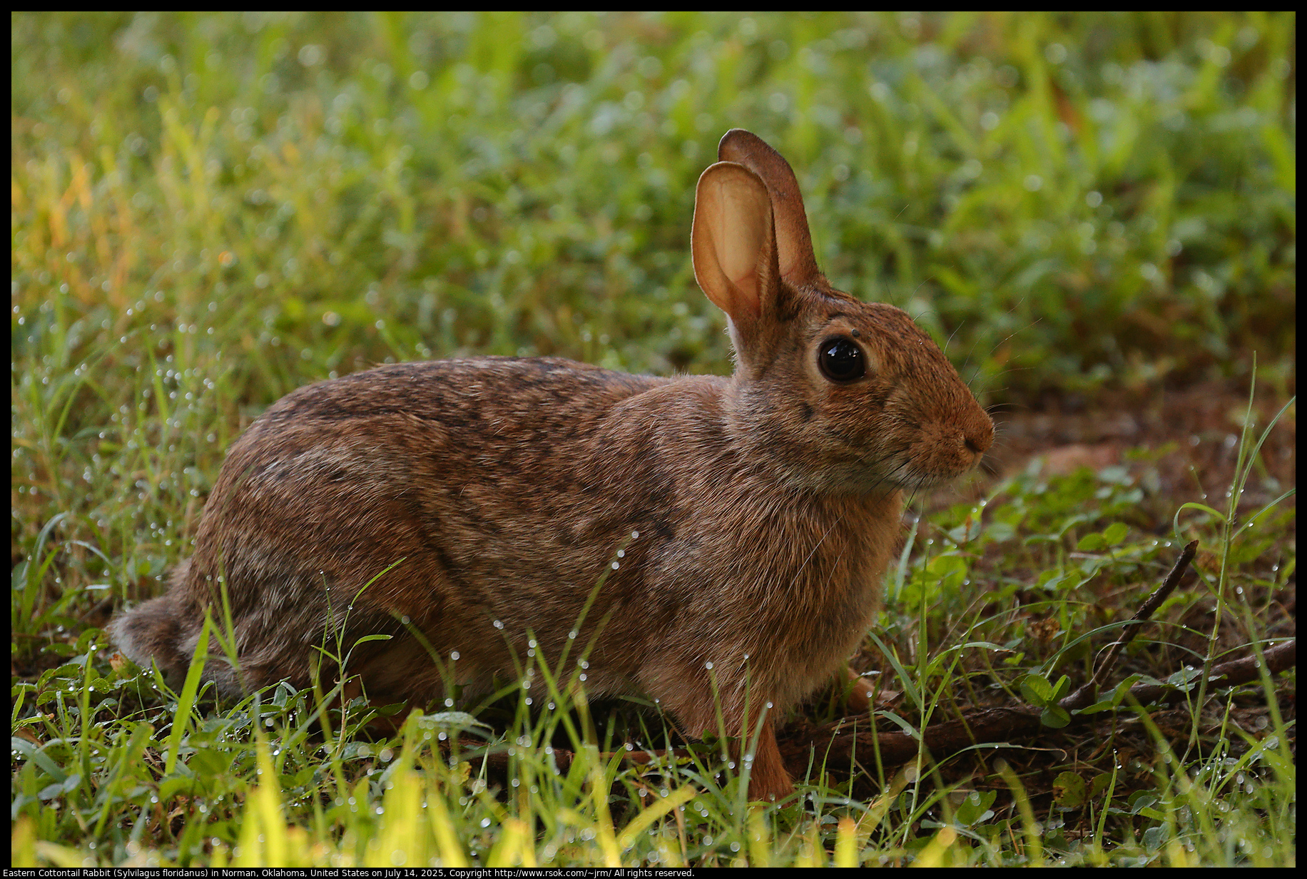 Eastern Cottontail Rabbit (Sylvilagus floridanus) in Norman, Oklahoma, United States on July 14, 2025