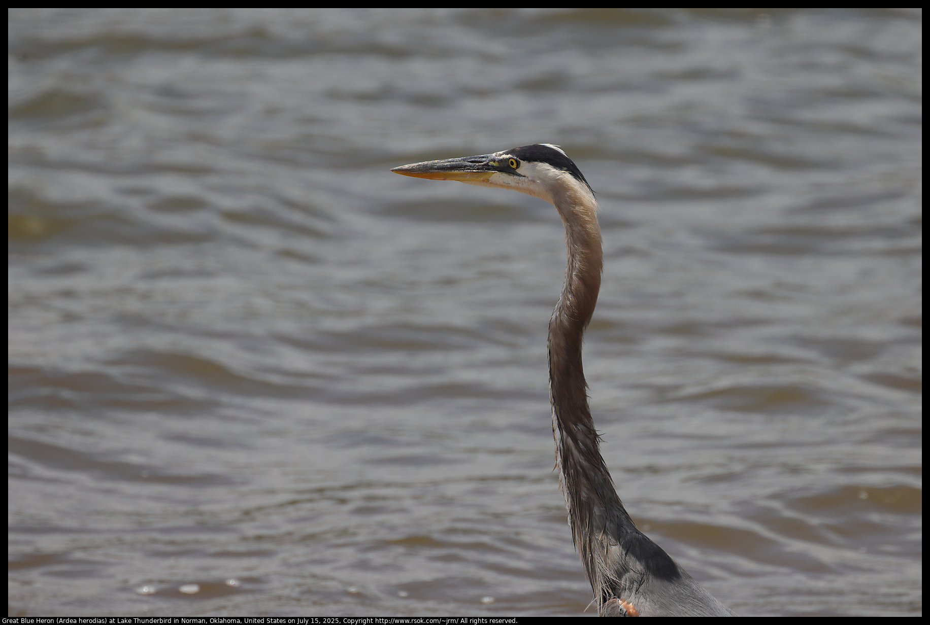 Great Blue Heron (Ardea herodias) at Lake Thunderbird in Norman, Oklahoma, United States on July 15, 2025