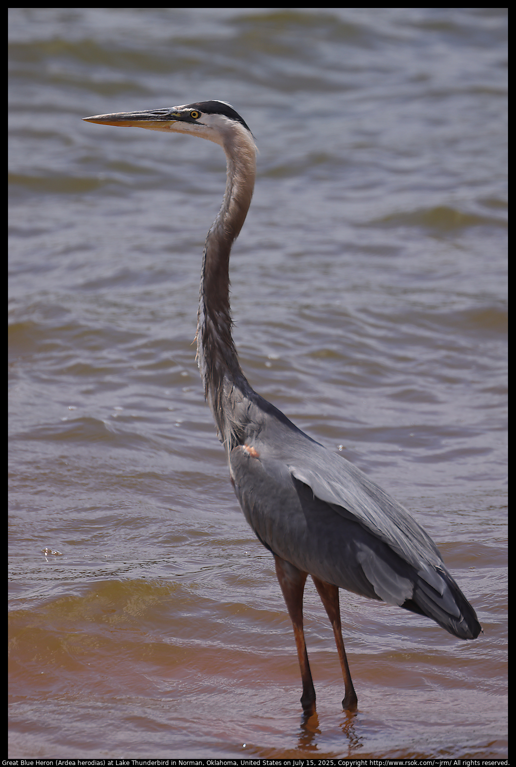 Great Blue Heron (Ardea herodias) at Lake Thunderbird in Norman, Oklahoma, United States on July 15, 2025