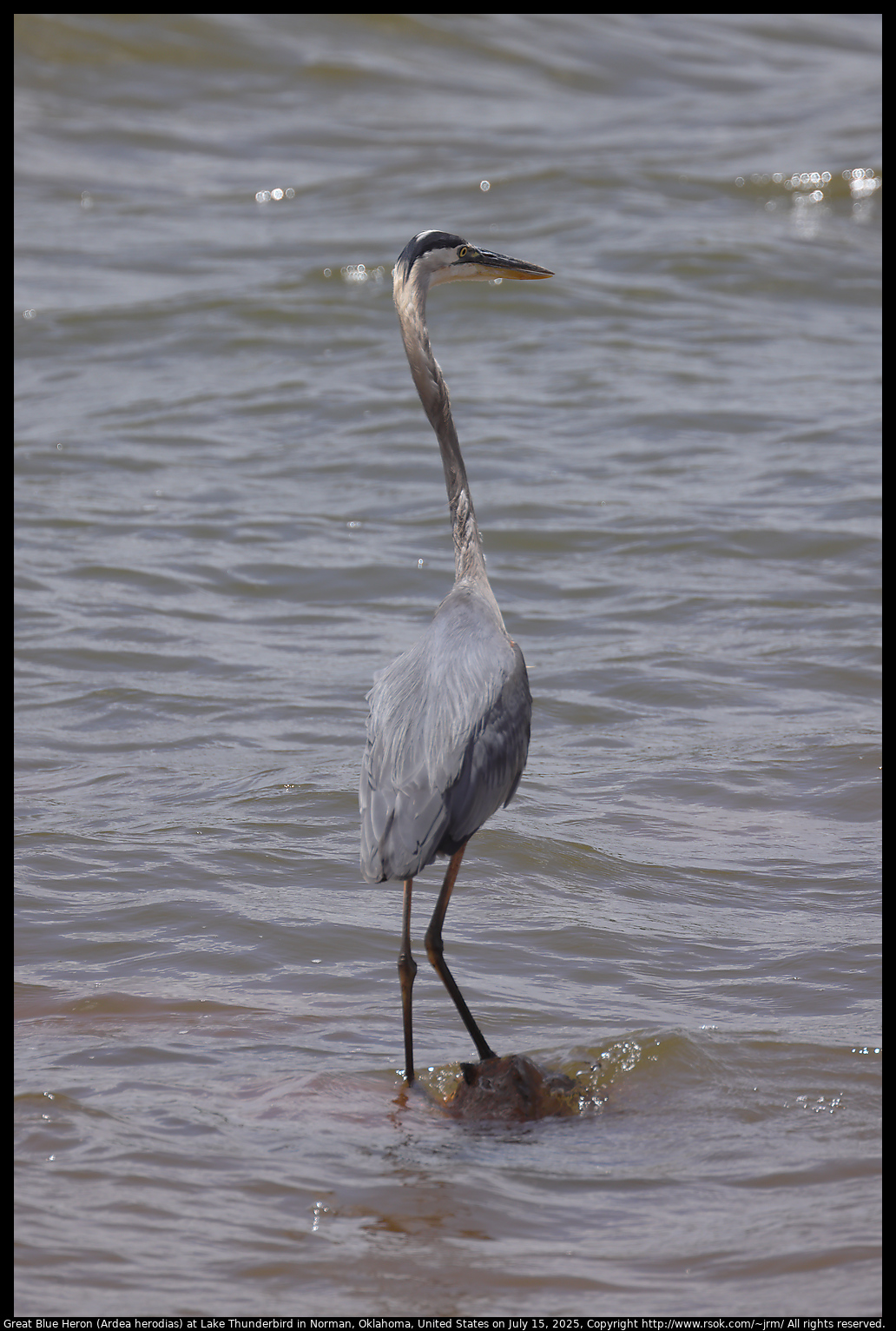 Great Blue Heron (Ardea herodias) at Lake Thunderbird in Norman, Oklahoma, United States on July 15, 2025