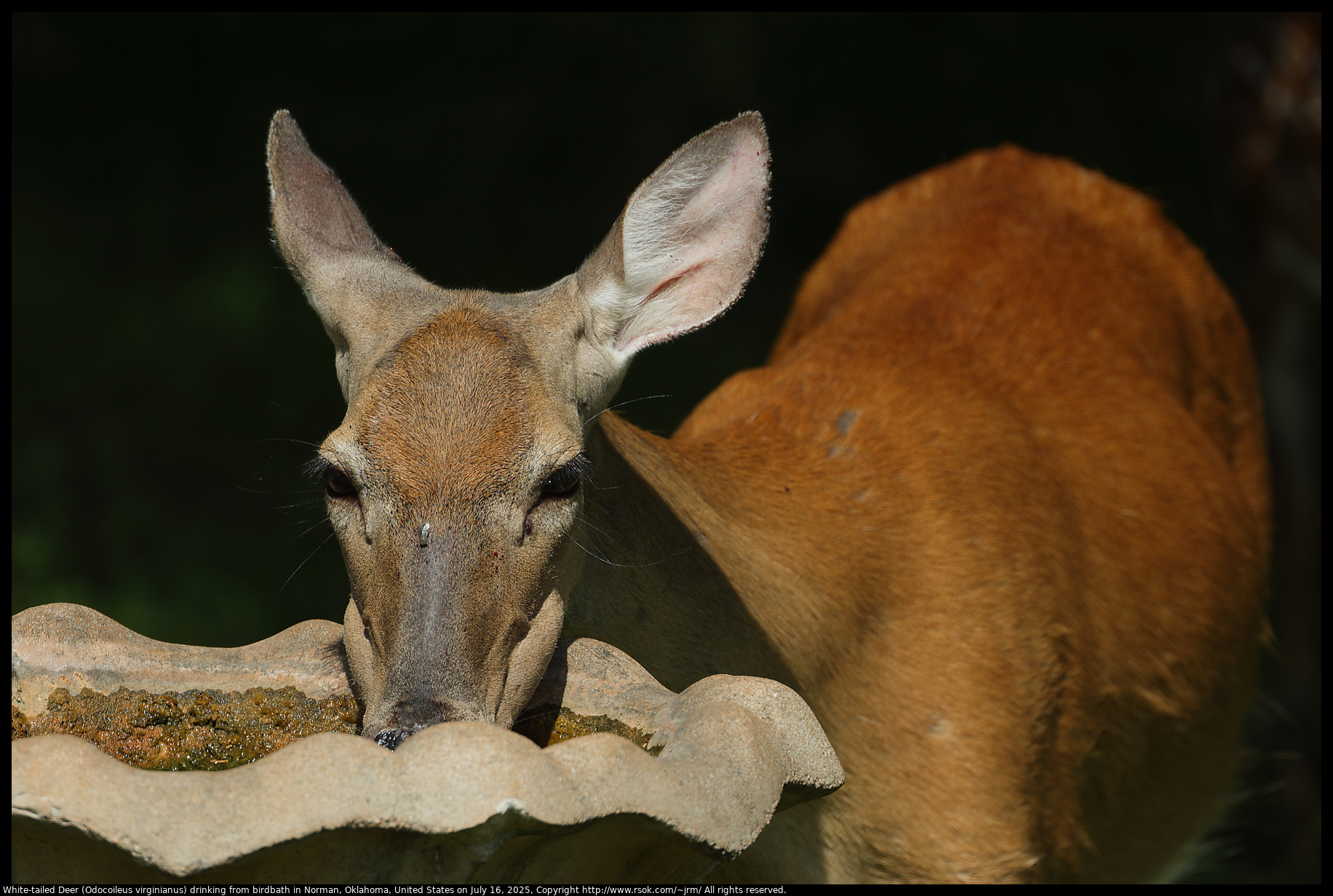White-tailed Deer (Odocoileus virginianus) drinking from birdbath in Norman, Oklahoma, United States on July 16, 2025
