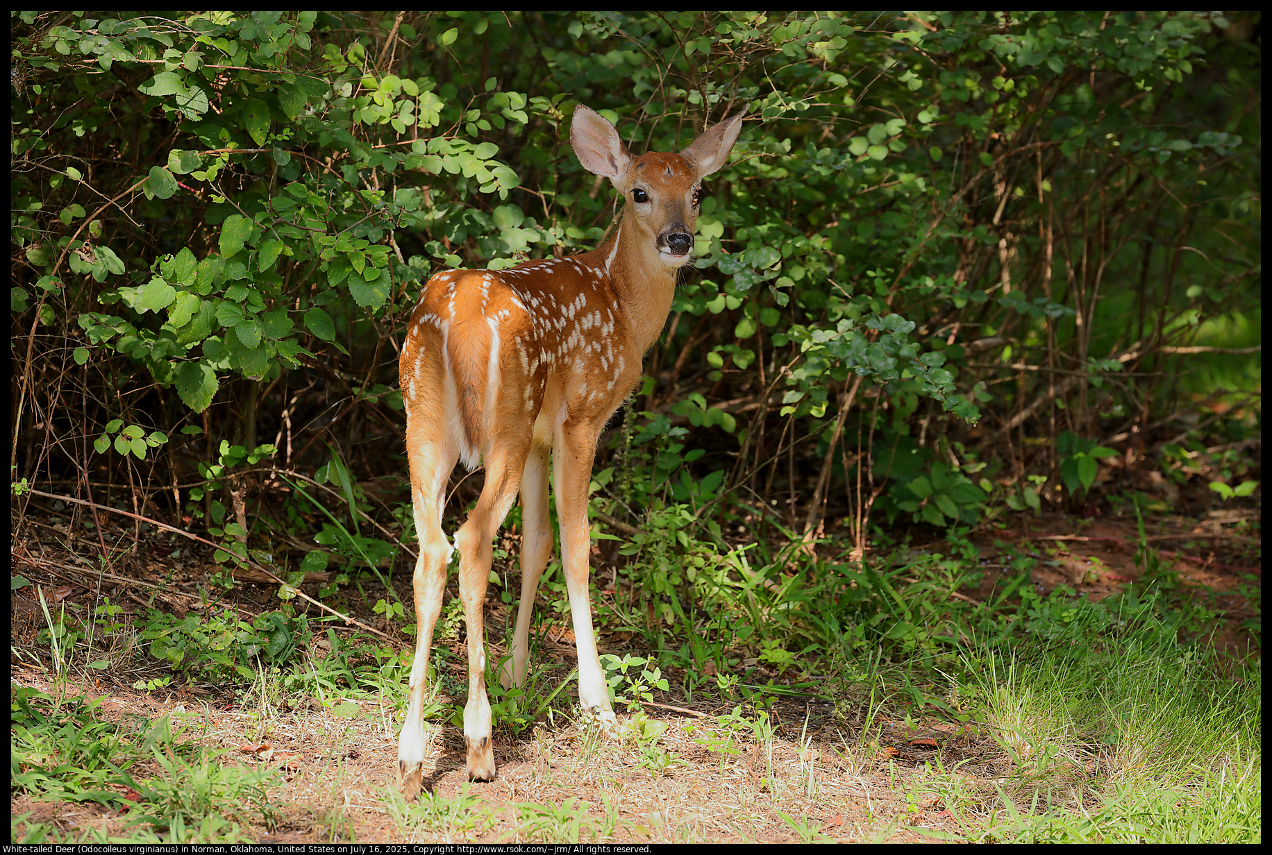 White-tailed Deer (Odocoileus virginianus) in Norman, Oklahoma, United States on July 16, 2025