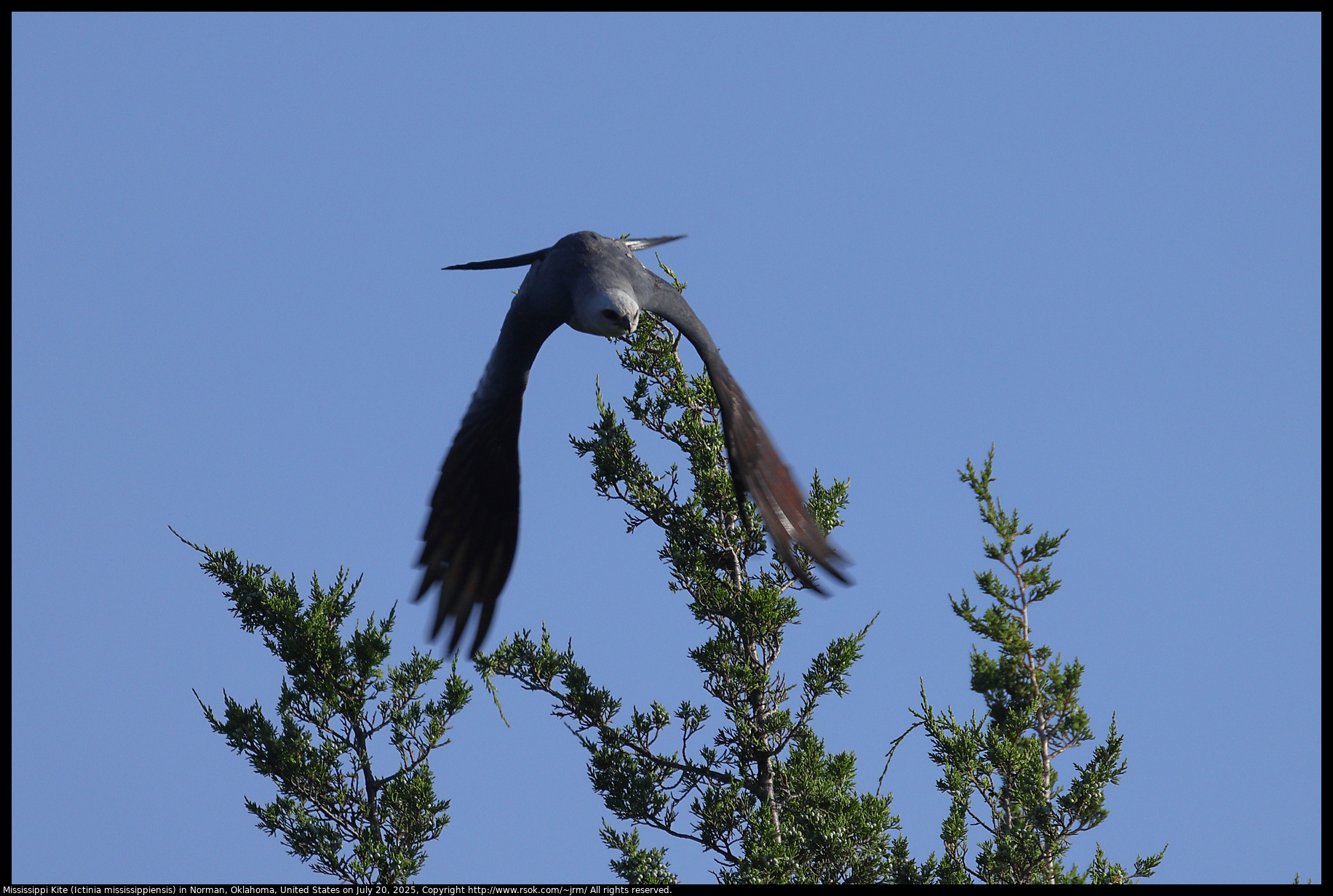 Mississippi Kite (Ictinia mississippiensis) in Norman, Oklahoma, United States on July 20, 2025