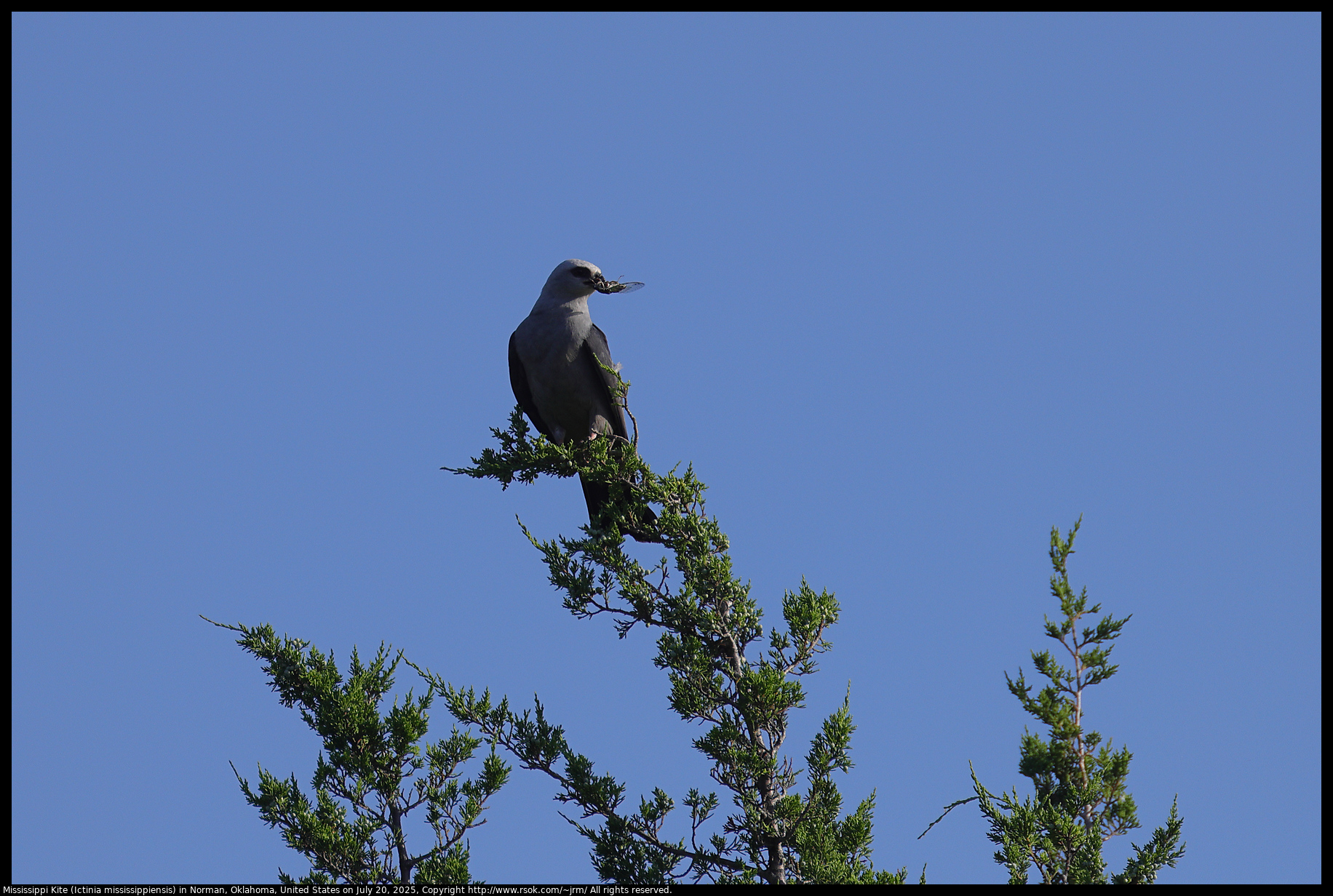 Mississippi Kite (Ictinia mississippiensis) in Norman, Oklahoma, United States on July 20, 2025