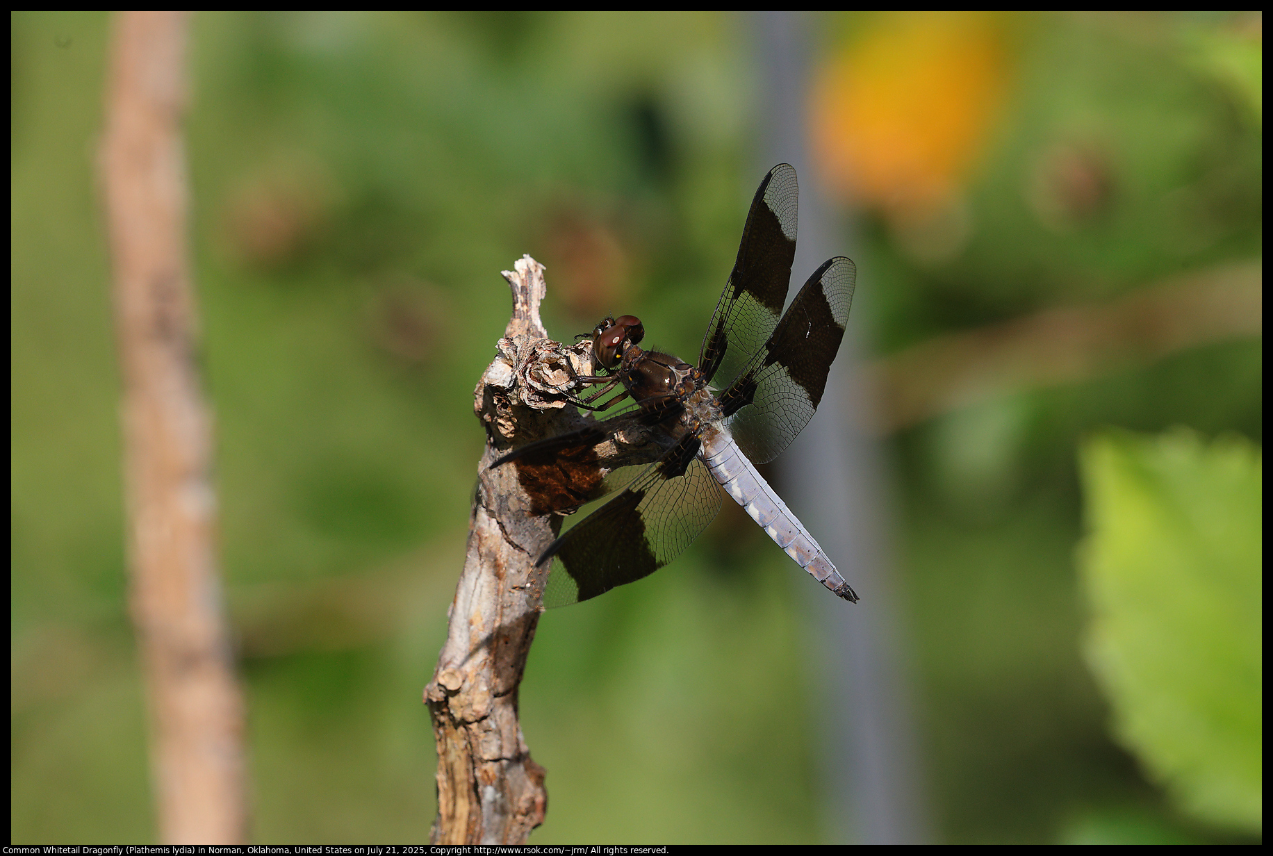 Common Whitetail Dragonfly (Plathemis lydia) in Norman, Oklahoma, United States on July 21, 2025