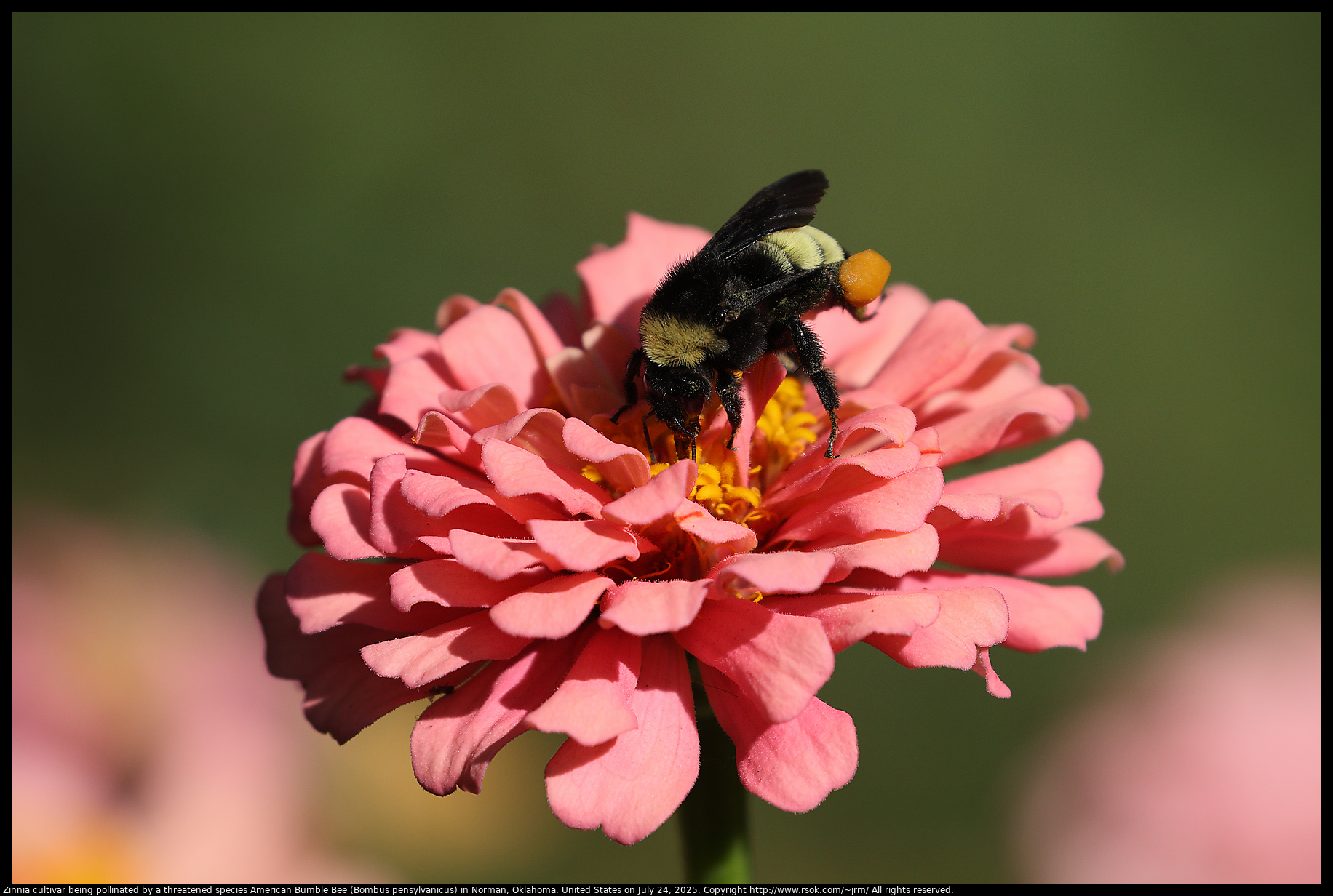 Zinnia cultivar being pollinated by a threatened species American Bumble Bee (Bombus pensylvanicus) in Norman, Oklahoma, United States on July 24, 2025