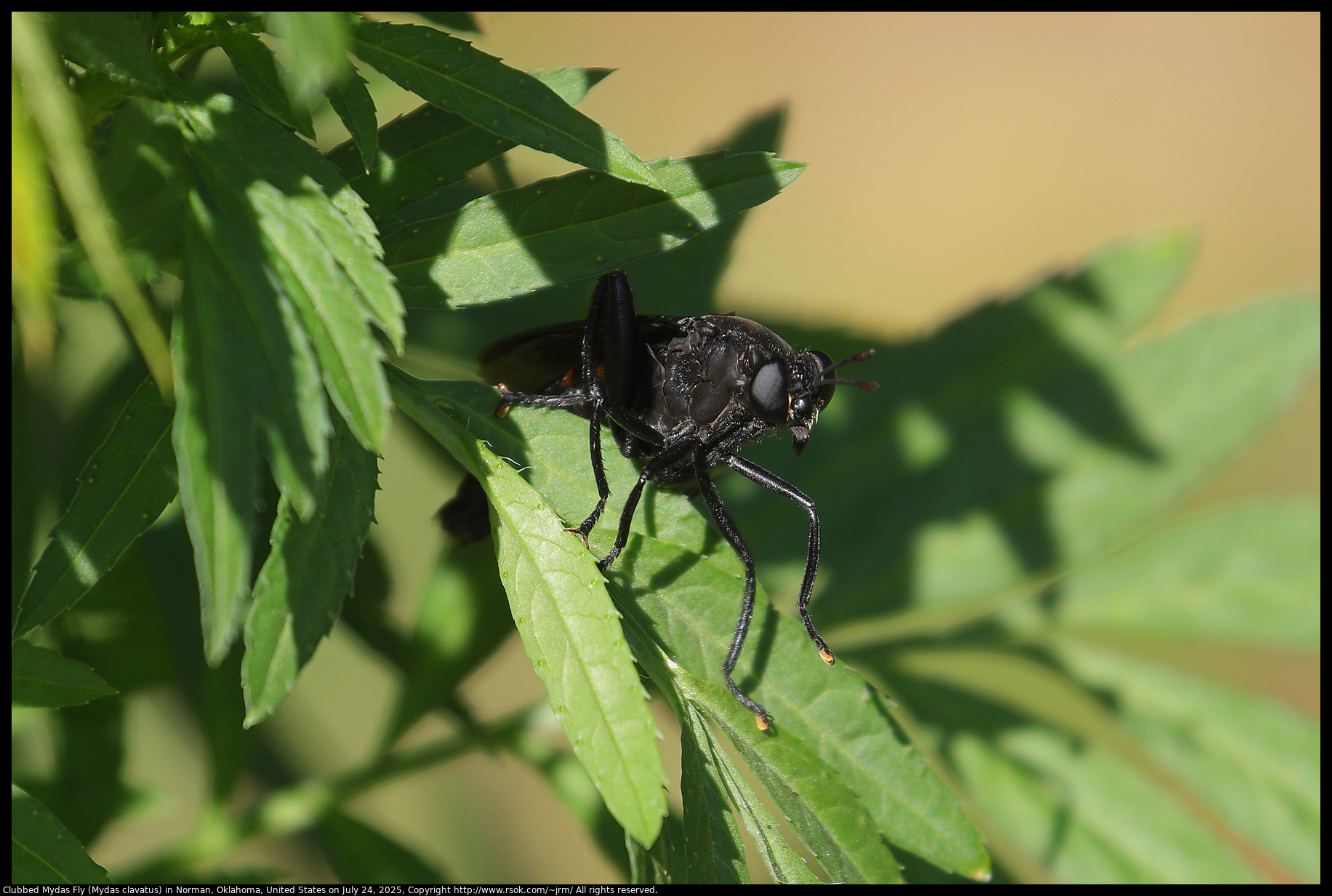Clubbed Mydas Fly (Mydas clavatus) in Norman, Oklahoma, United States on July 24, 2025
