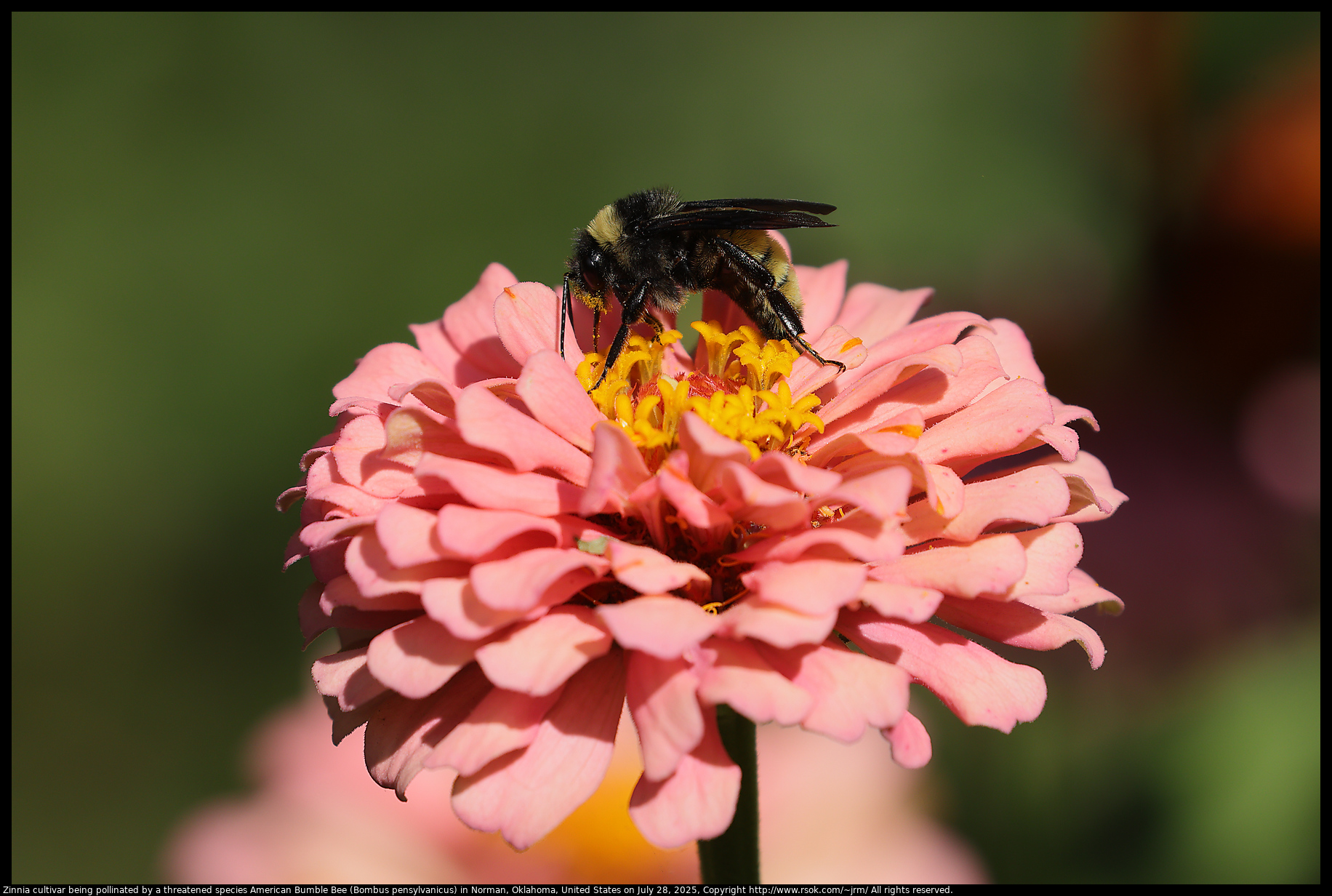 Zinnia cultivar being pollinated by a threatened species American Bumble Bee (Bombus pensylvanicus) in Norman, Oklahoma, United States on July 28, 2025