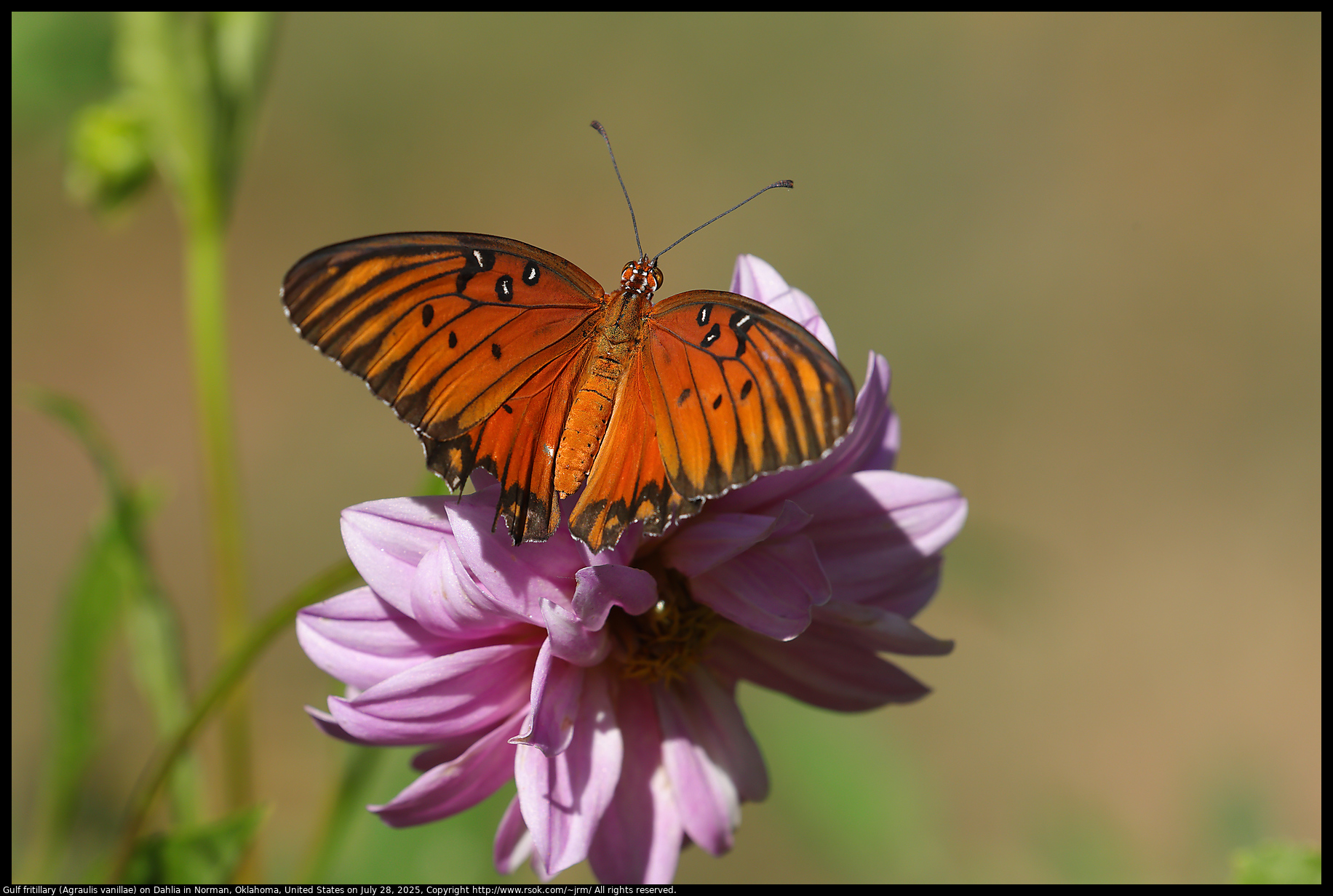 Gulf fritillary (Agraulis vanillae) on Dahlia in Norman, Oklahoma, United States on July 28, 2025