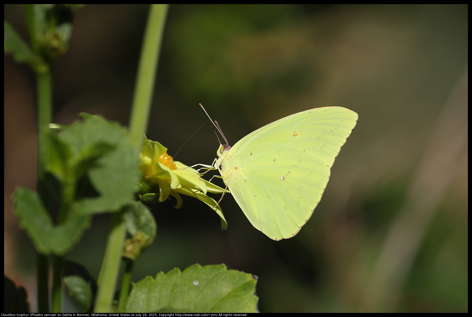 Cloudless Sulphur (Phoebis sennae) on Dahlia in Norman, Oklahoma, United States on July 28, 2025