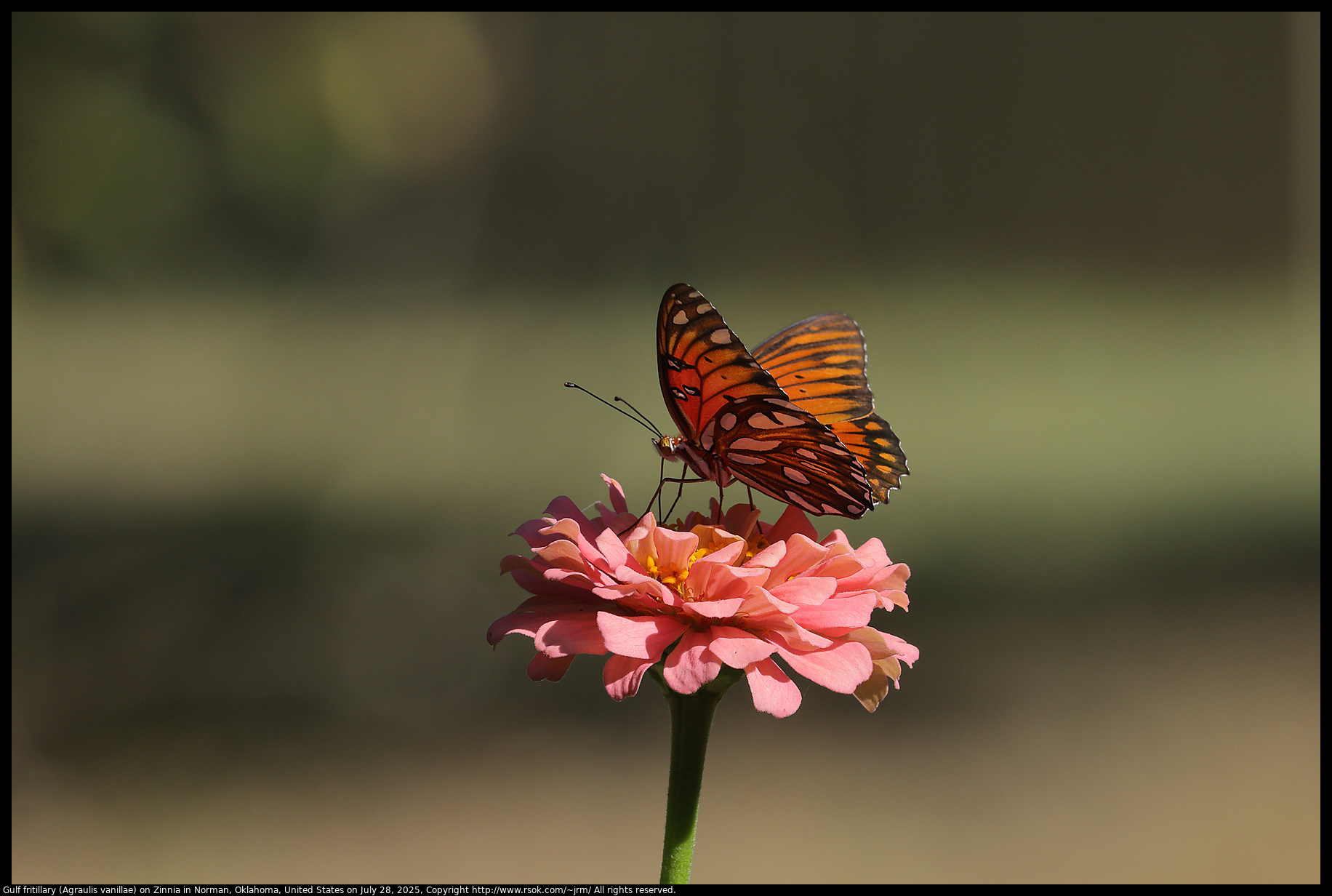 Gulf fritillary (Agraulis vanillae) on Zinnia in Norman, Oklahoma, United States on July 28, 2025