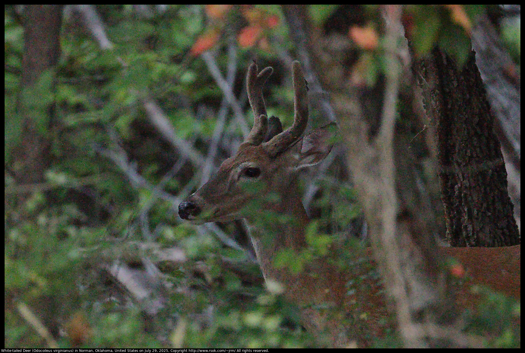 White-tailed Deer (Odocoileus virginianus) in Norman, Oklahoma, United States on July 29, 2025