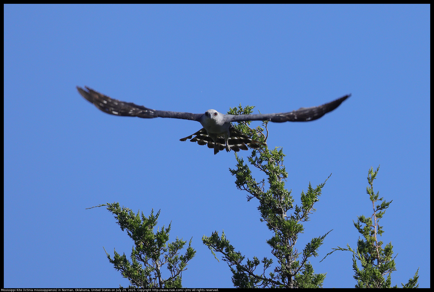 Mississippi Kite (Ictinia mississippiensis) in Norman, Oklahoma, United States on July 29, 2025