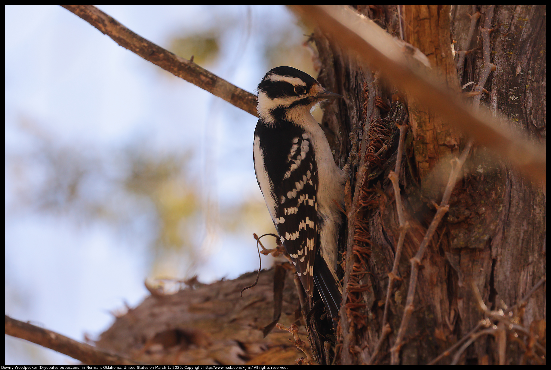 Downy Woodpecker (Dryobates pubescens) in Norman, Oklahoma, United States on March 1, 2025
