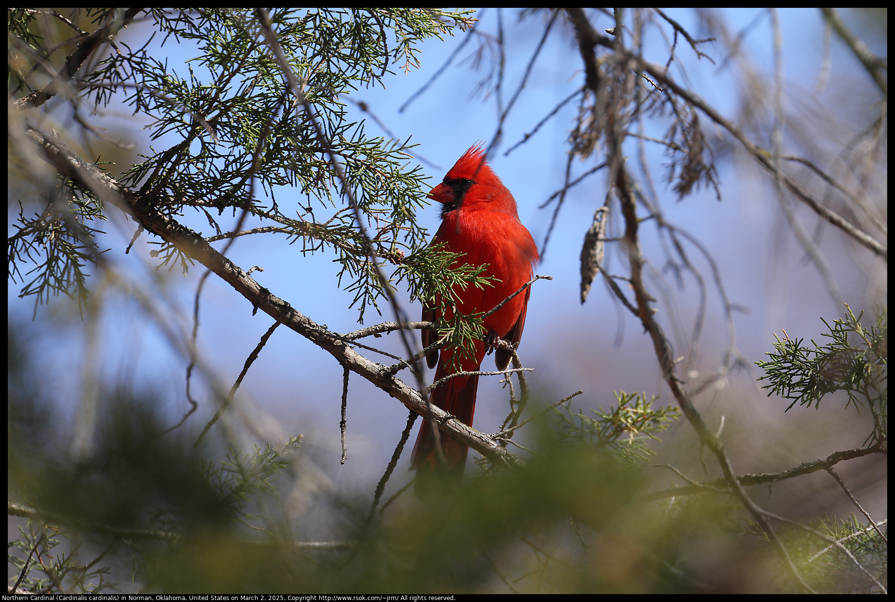 Northern Cardinal (Cardinalis cardinalis) in Norman, Oklahoma, United States on March 2, 2025