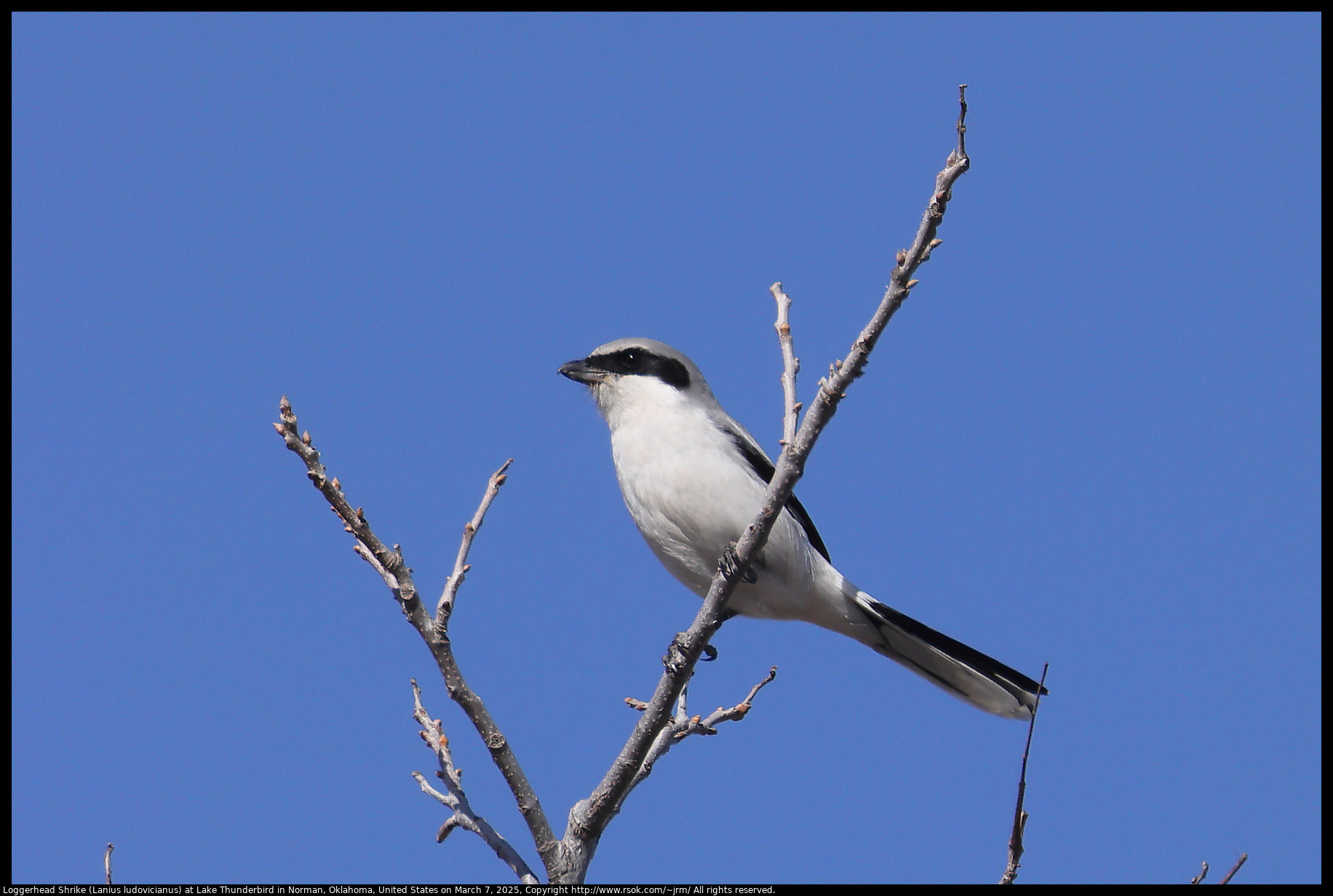 Loggerhead Shrike (Lanius ludovicianus) at Lake Thunderbird in Norman, Oklahoma, United States on March 7, 2025