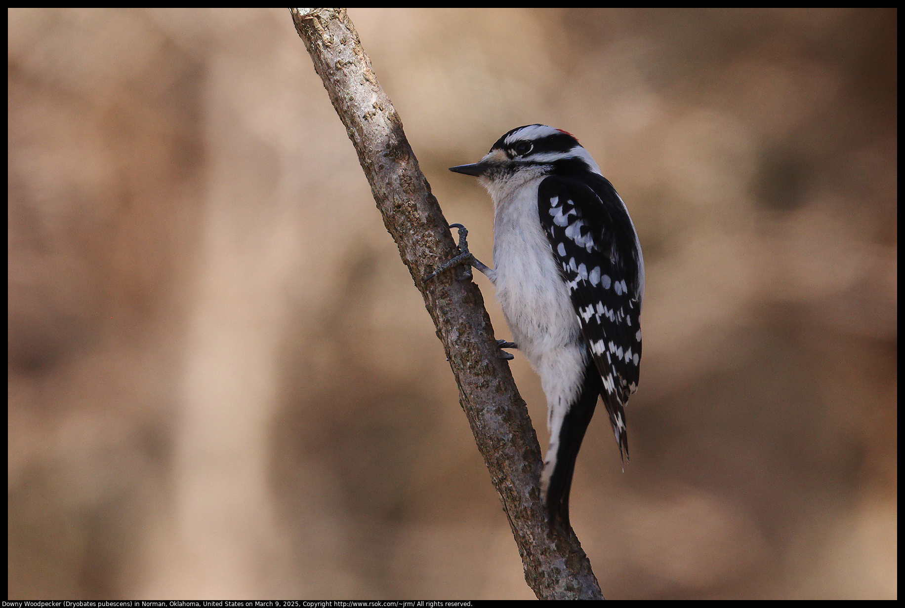 Downy Woodpecker (Dryobates pubescens) in Norman, Oklahoma, United States on March 9, 2025