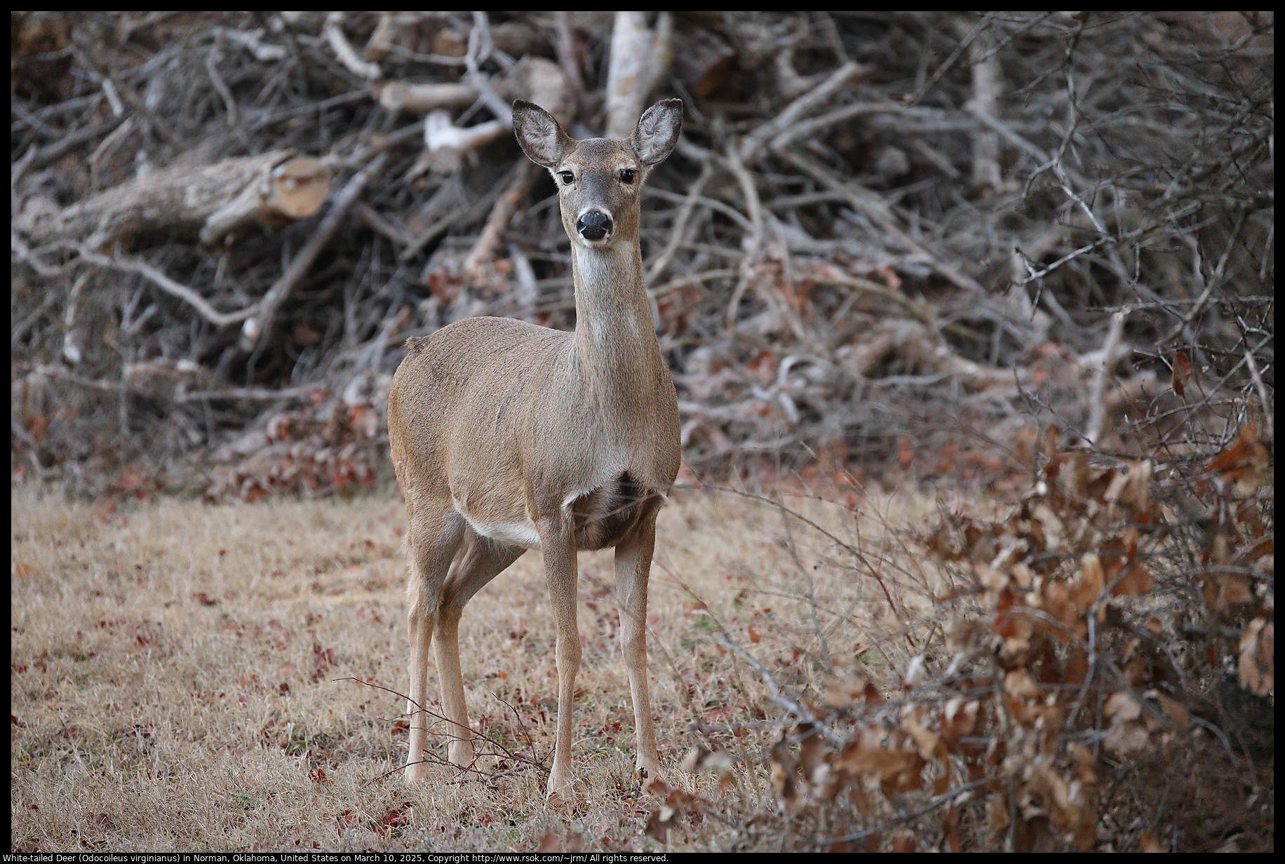 White-tailed Deer (Odocoileus virginianus) in Norman, Oklahoma, United States on March 10, 2025