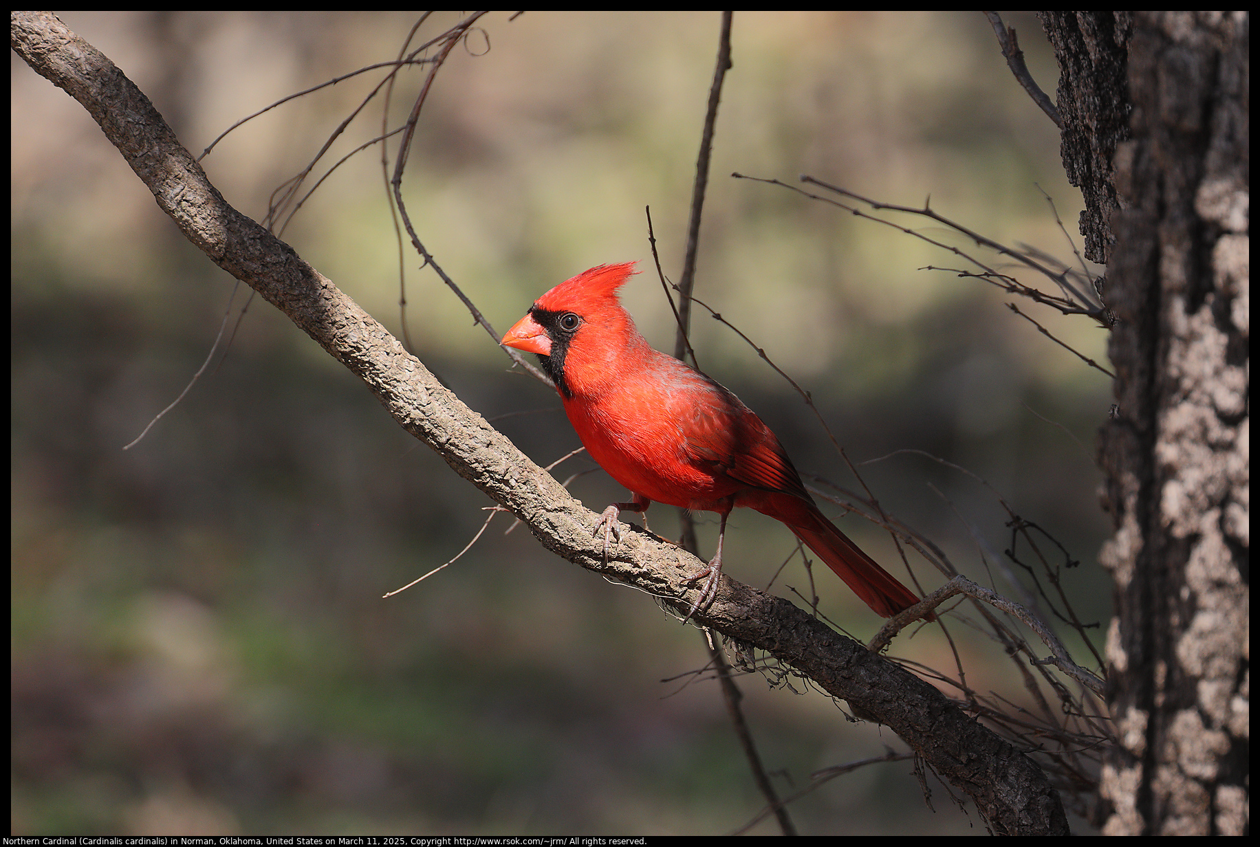 Northern Cardinal (Cardinalis cardinalis) in Norman, Oklahoma, United States on March 11, 2025