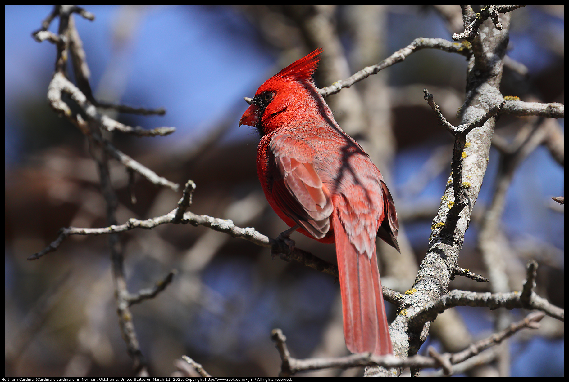 Northern Cardinal (Cardinalis cardinalis) in Norman, Oklahoma, United States on March 11, 2025