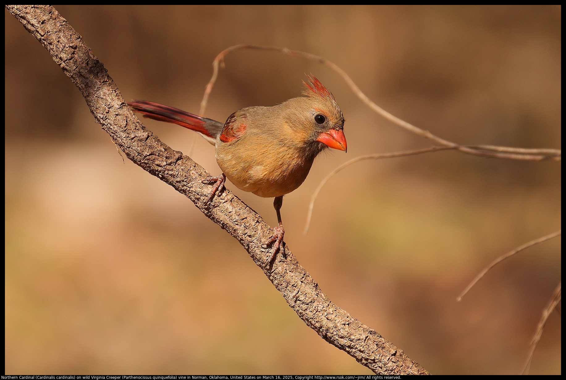 Northern Cardinal (Cardinalis cardinalis) on wild Virginia Creeper (Parthenocissus quinquefolia) vine in Norman, Oklahoma, United States on March 16, 2025